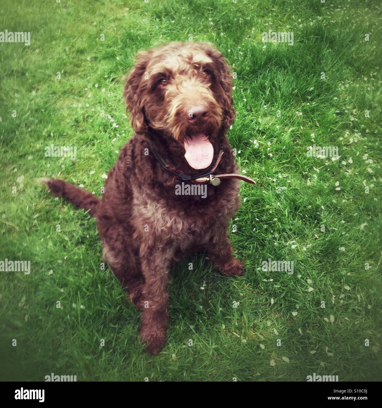 Braun Labradoodle Hund - Smartphone-aufgenommenes Stockfoto