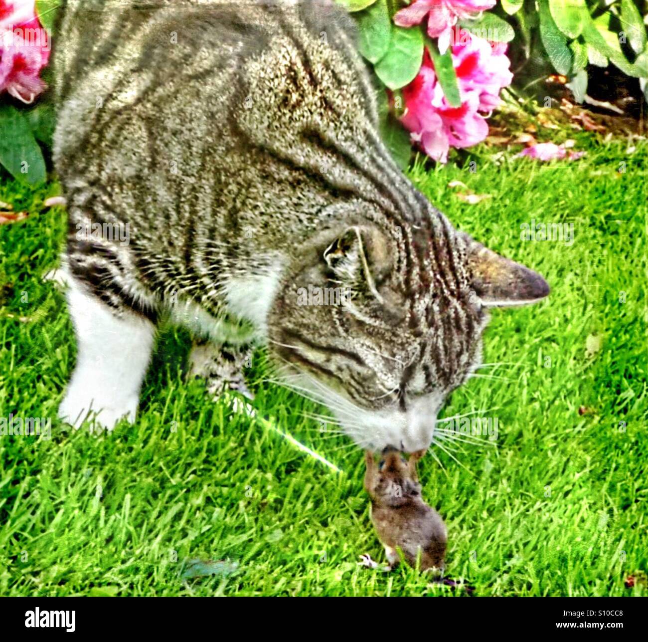 Der Kuss... Maus ist noch am Leben...! - Smartphone-aufgenommenes Stockfoto