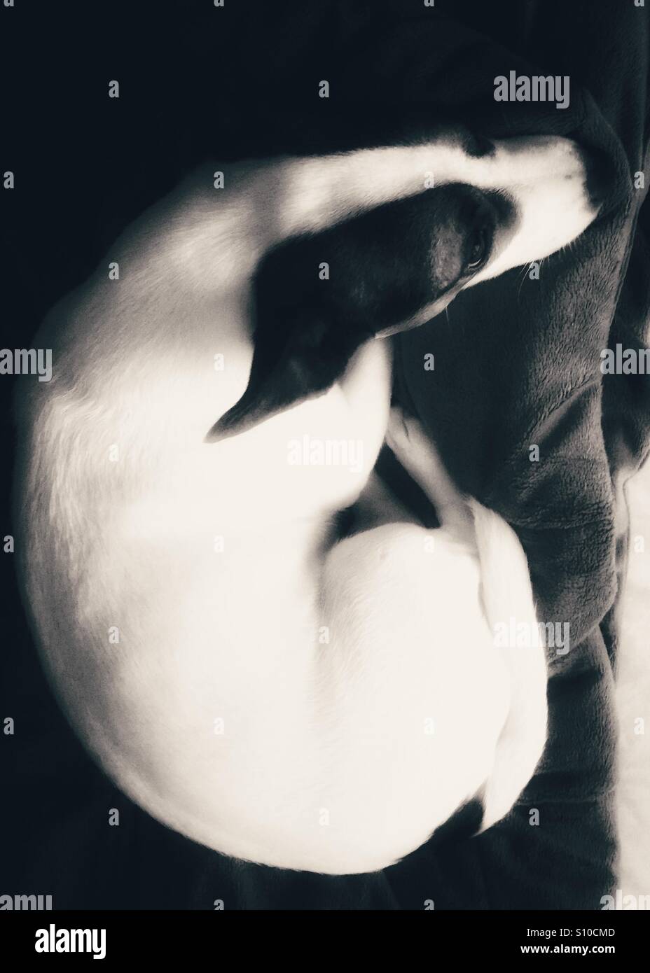 Hund zusammengerollt auf einer Decke entspannen. In schwarz und weiß mit Glanz. Von oben fotografiert. - Smartphone-aufgenommenes Stockfoto