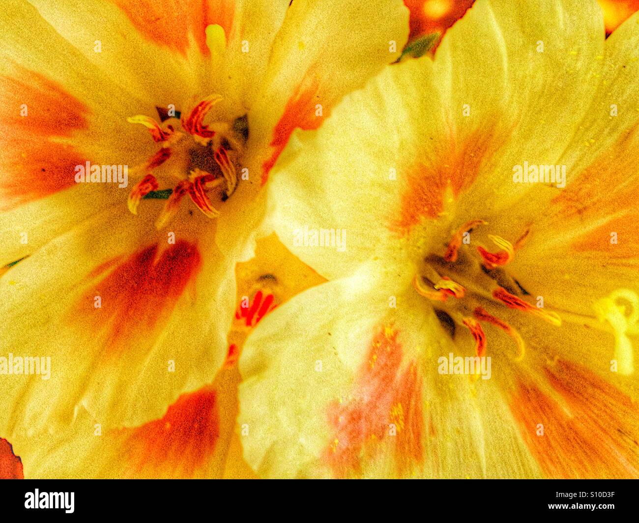 Godetia Blumen Stockfoto