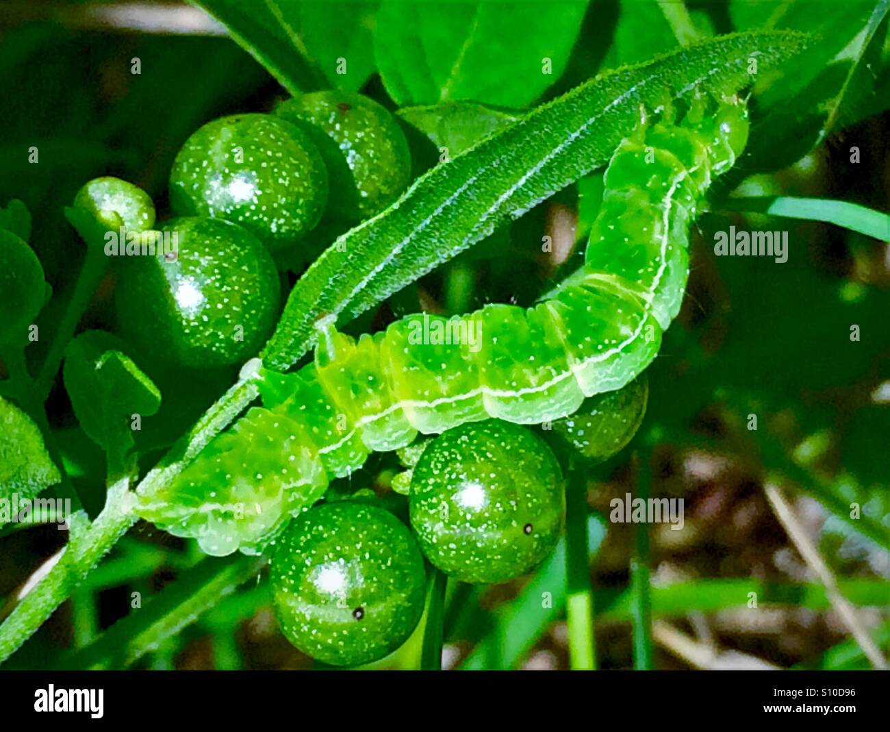 Makro-Blick auf eine grüne Raupe mit grünen Beeren auf grünem Hintergrund, Kohl Looper, Trichopulsia ni - Smartphone-aufgenommenes Stockfoto
