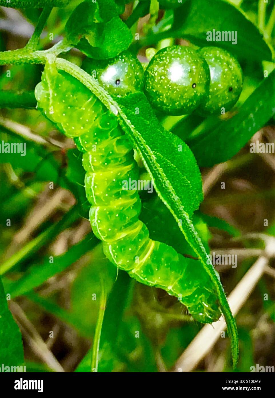 Eine lebendige grüne Kohl Looper Raupe beißt auf Blättern, Trichopulsia ni - Smartphone-aufgenommenes Stockfoto