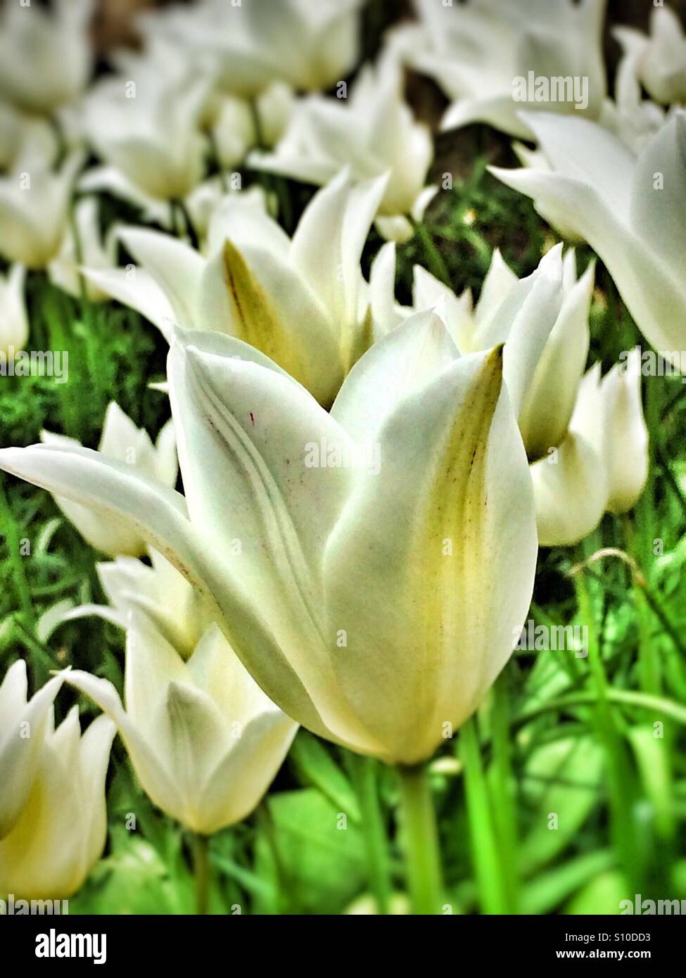 Nahaufnahme von weißen Tulpen im Garten England Großbritannien Großbritannien Großbritannien Großbritannien Großbritannien Großbritannien Großbritannien Großbritannien Großbritannien Großbritannien Großbritannien Großbritannien Großbritannien Großbritannien Großbritannien - Smartphone-aufgenommenes Stockfoto