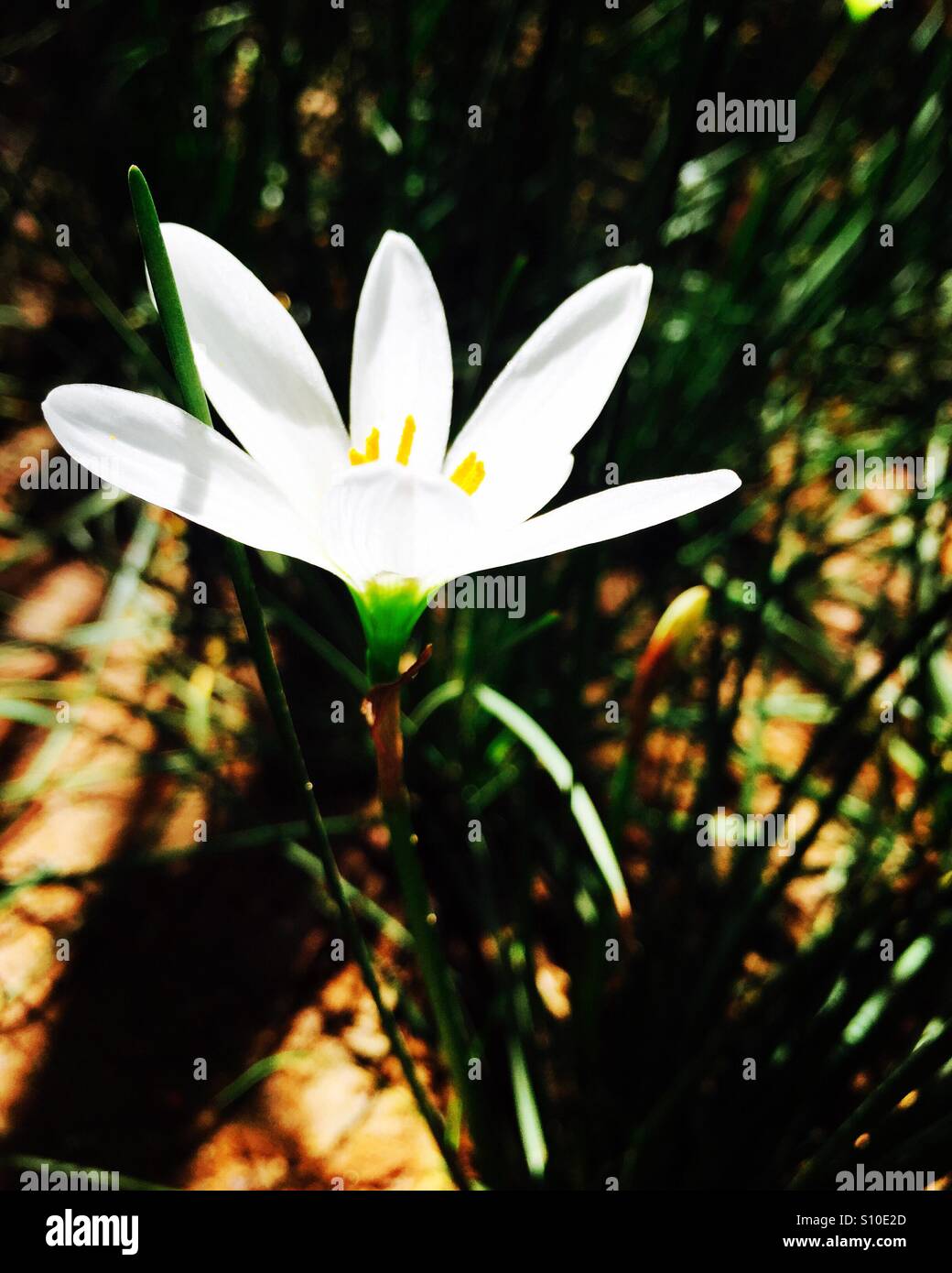 Weiße Blume allein Stockfoto