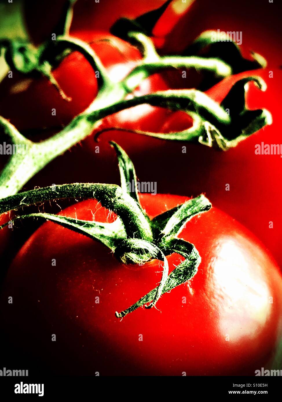 Tomaten auf Rebe - Smartphone-aufgenommenes Stockfoto