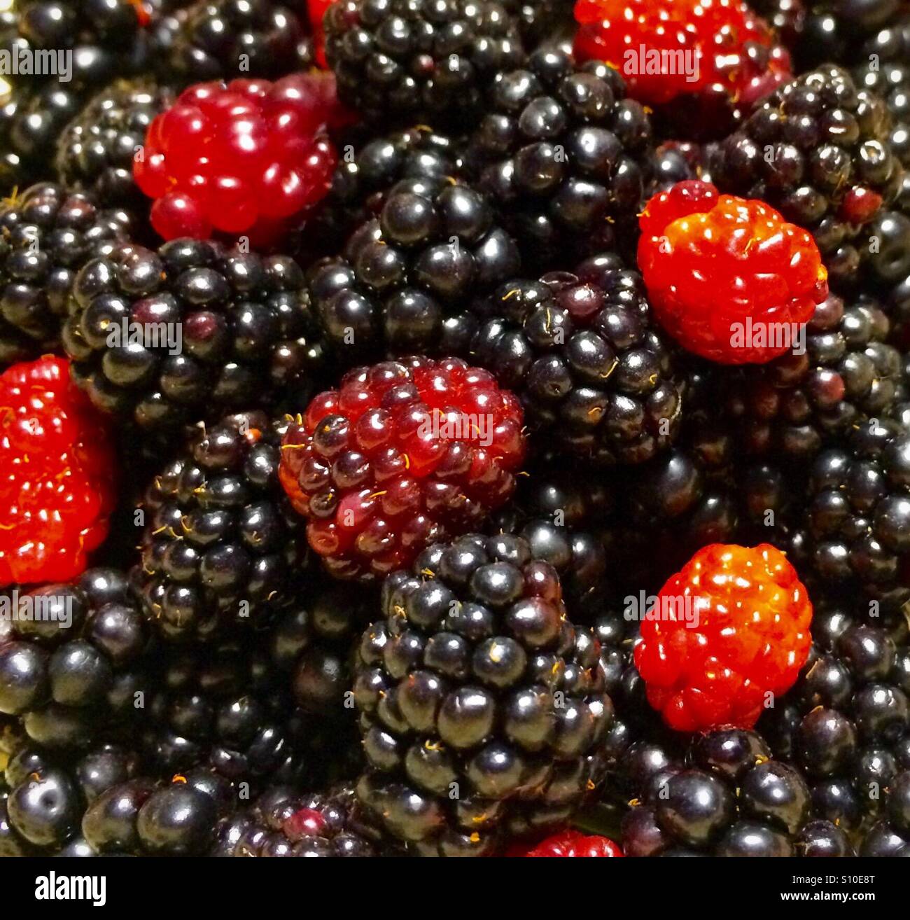 Makro-Ansicht von wilden Brombeeren gerade gepflückt Stockfoto