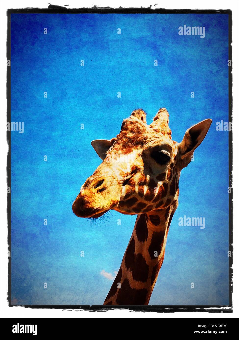 Giraffe Kopf ein Ohr gespannt blauem Hintergrund Stockfoto