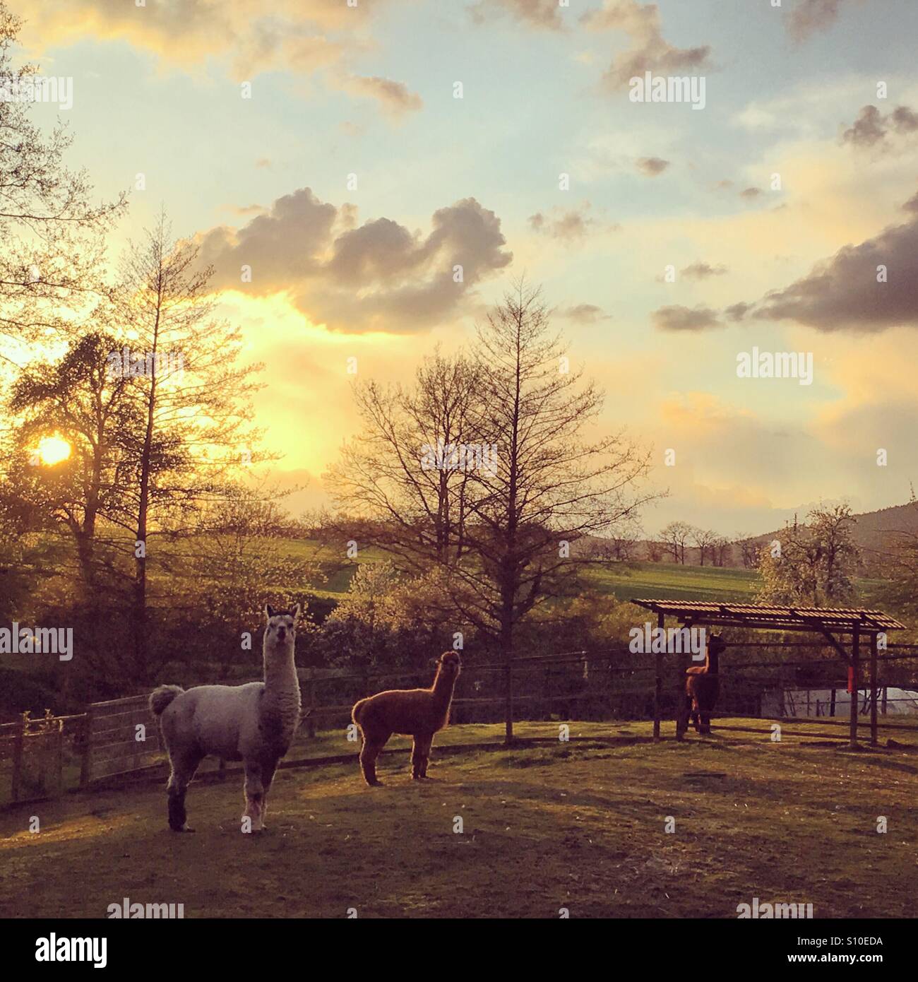 Alpakas im Feld zu bleiben und bei Sonnenuntergang in die Kamera schaut Stockfoto