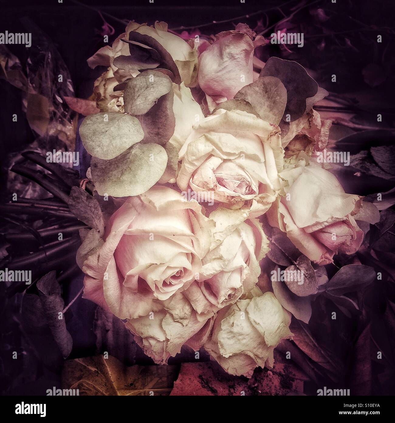 Toten Rosen in einem malerischen Stil Stockfoto