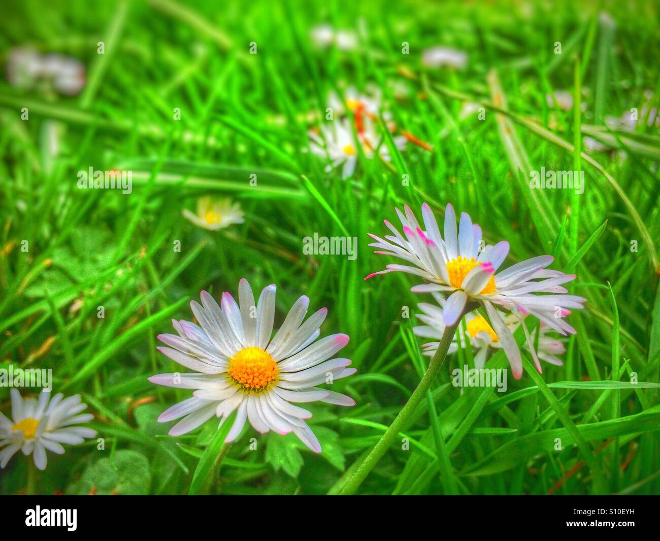 Gewöhnliche Gänseblümchen, die im Gras wachsen England Großbritannien Großbritannien Großbritannien Großbritannien - Smartphone-aufgenommenes Stockfoto