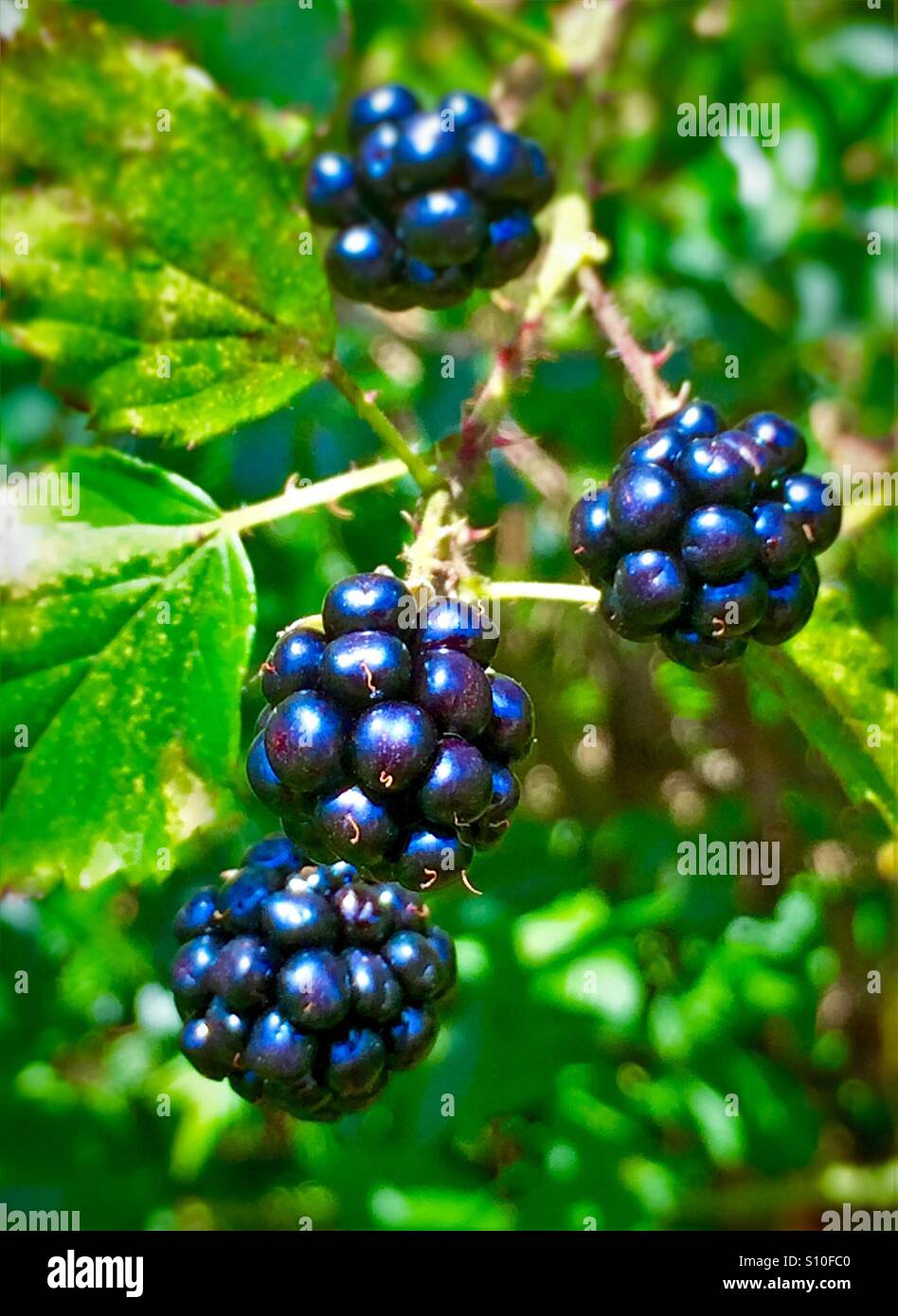 Reife wilde Brombeeren bereit für die Kommissionierung - Smartphone-aufgenommenes Stockfoto