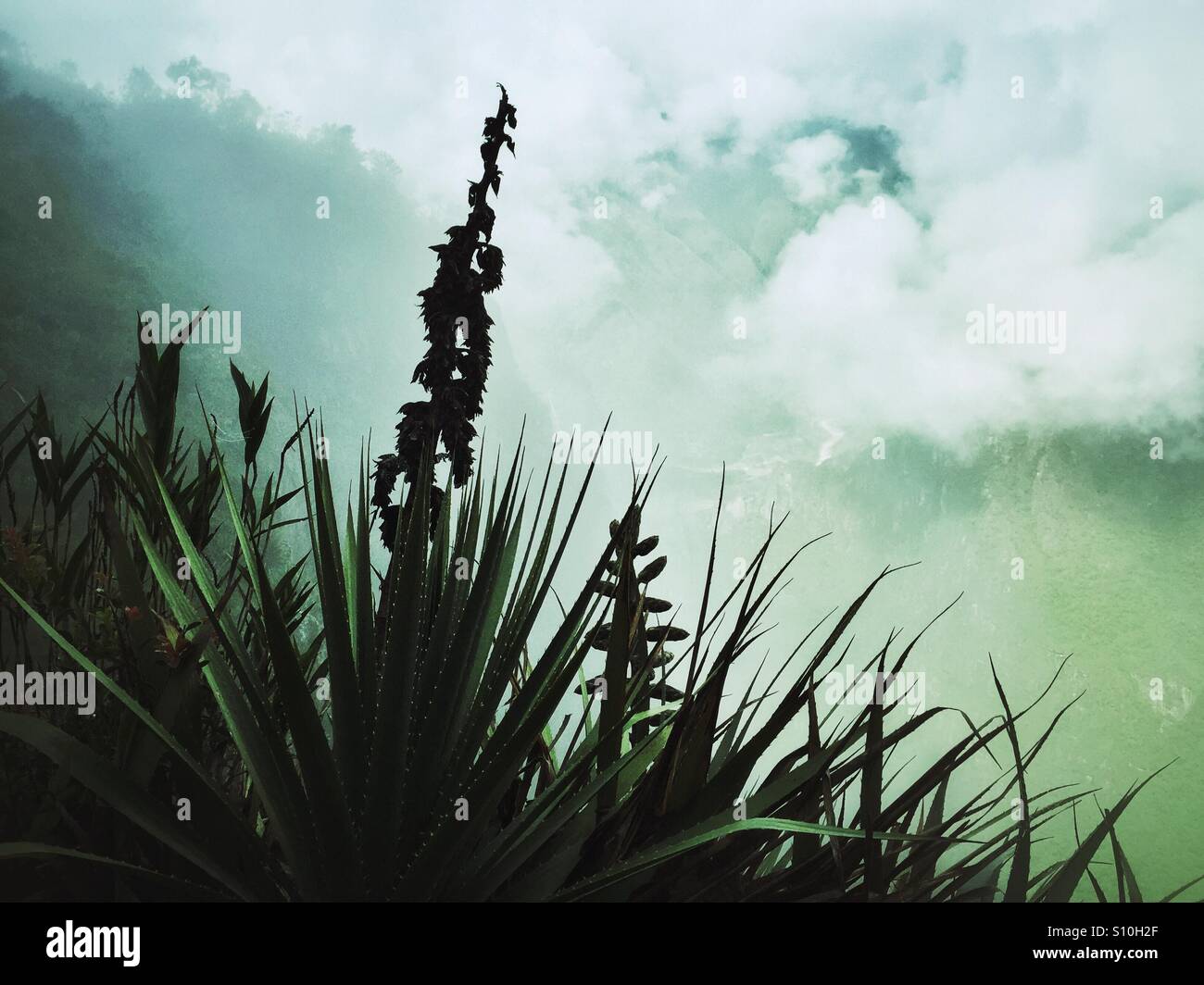 Yucca-Pflanze in Peru - Smartphone-aufgenommenes Stockfoto