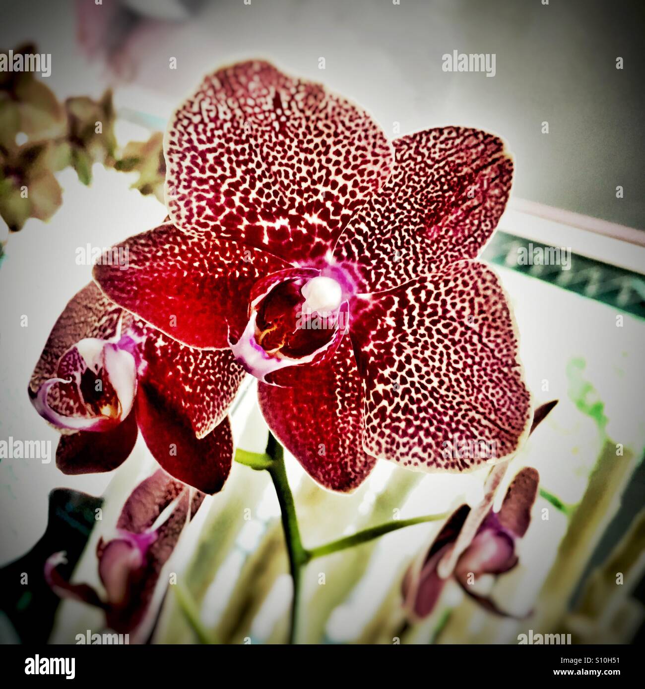 Orchidee - Smartphone-aufgenommenes Stockfoto