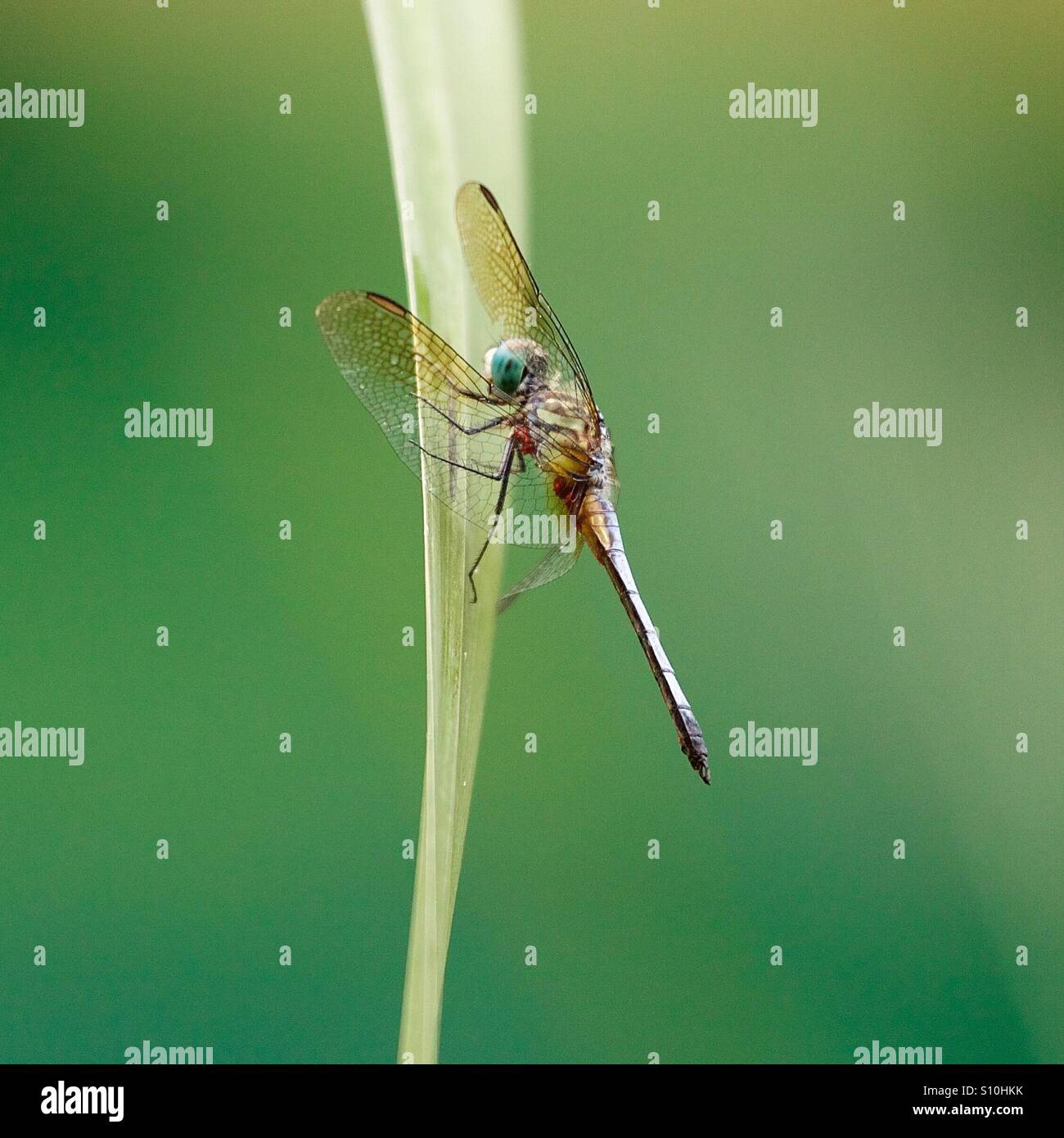 Libelle auf ein Blatt Stockfoto