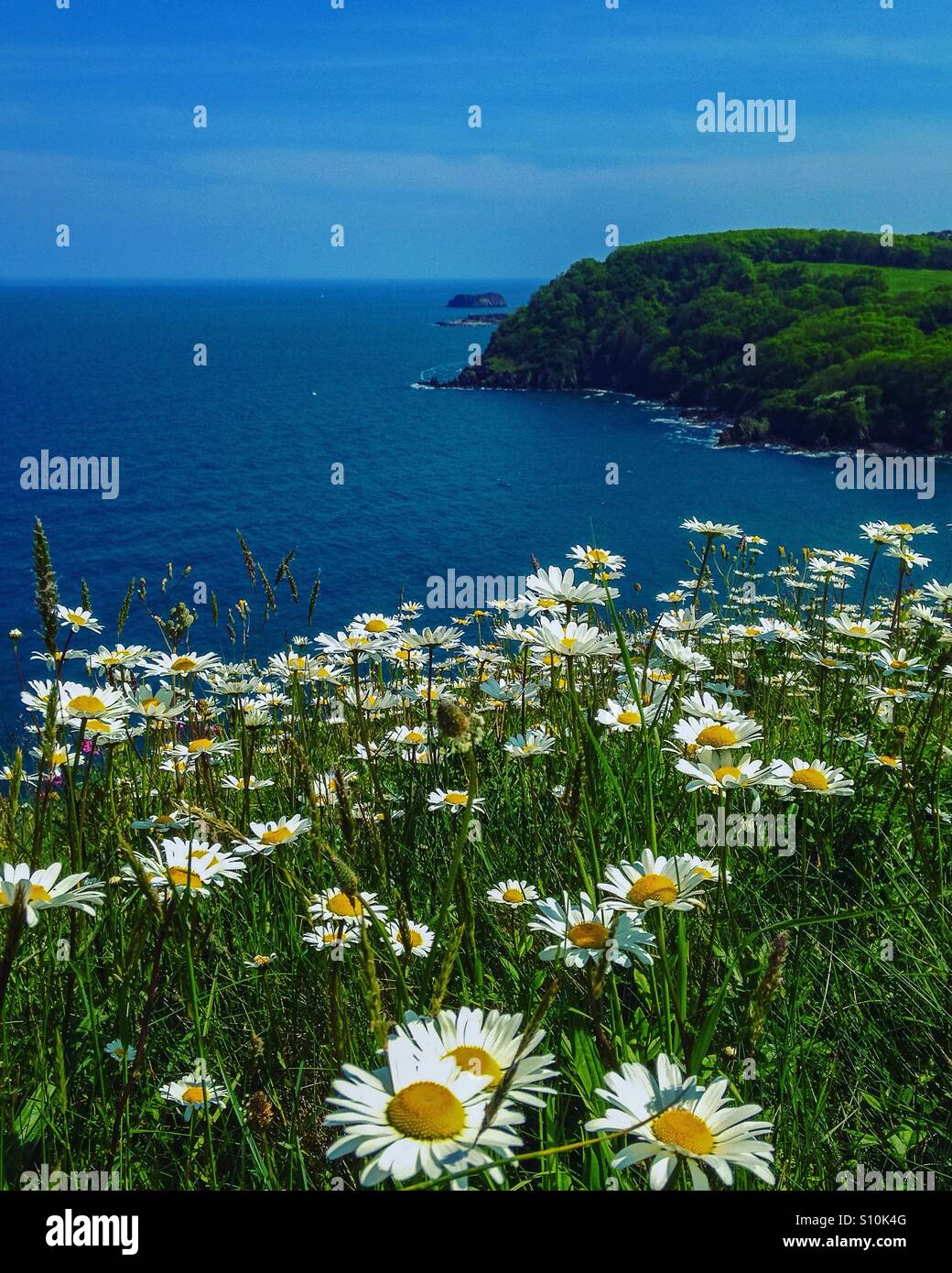 Wild Daisy an englischer Küste Stockfoto