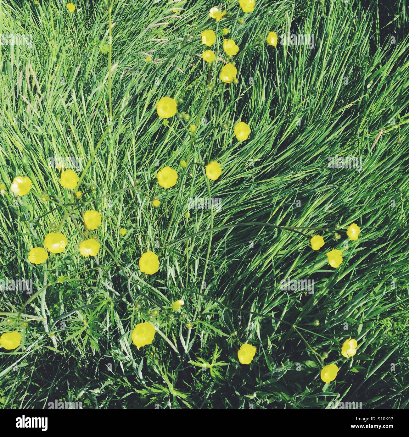 Grass und Butterblumen Hintergrund Stockfoto