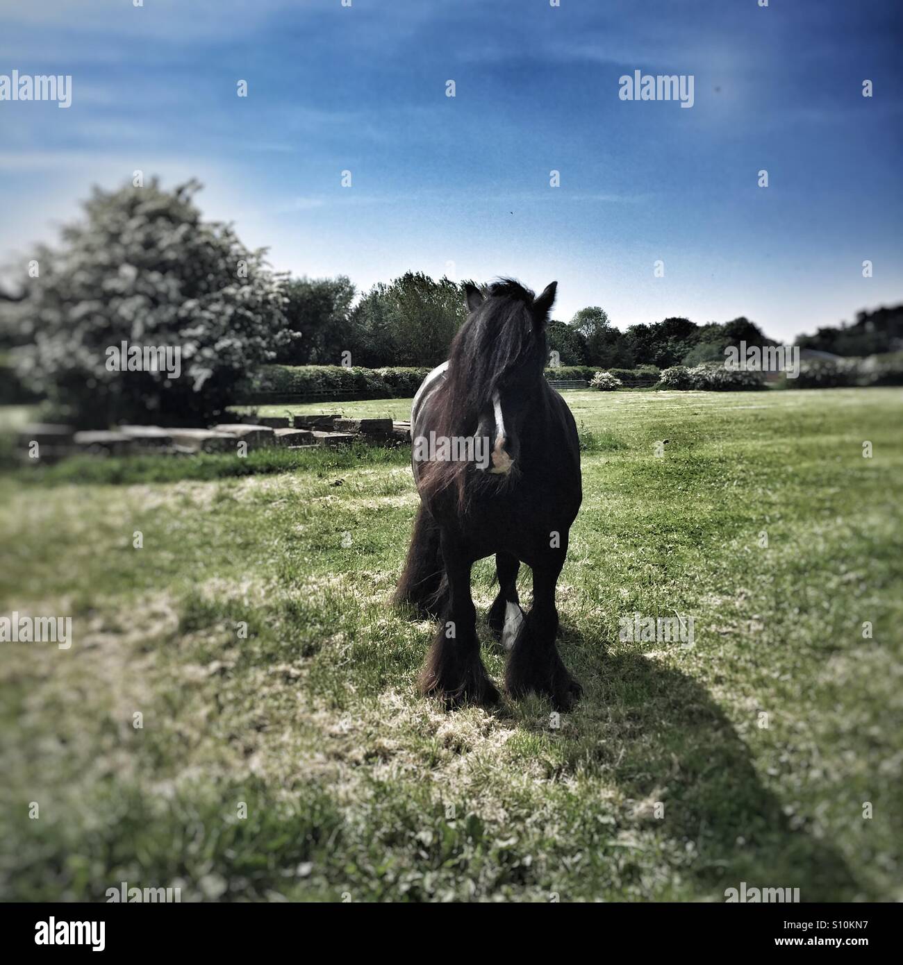 Langhaarige Pferd im Feld Stockfoto