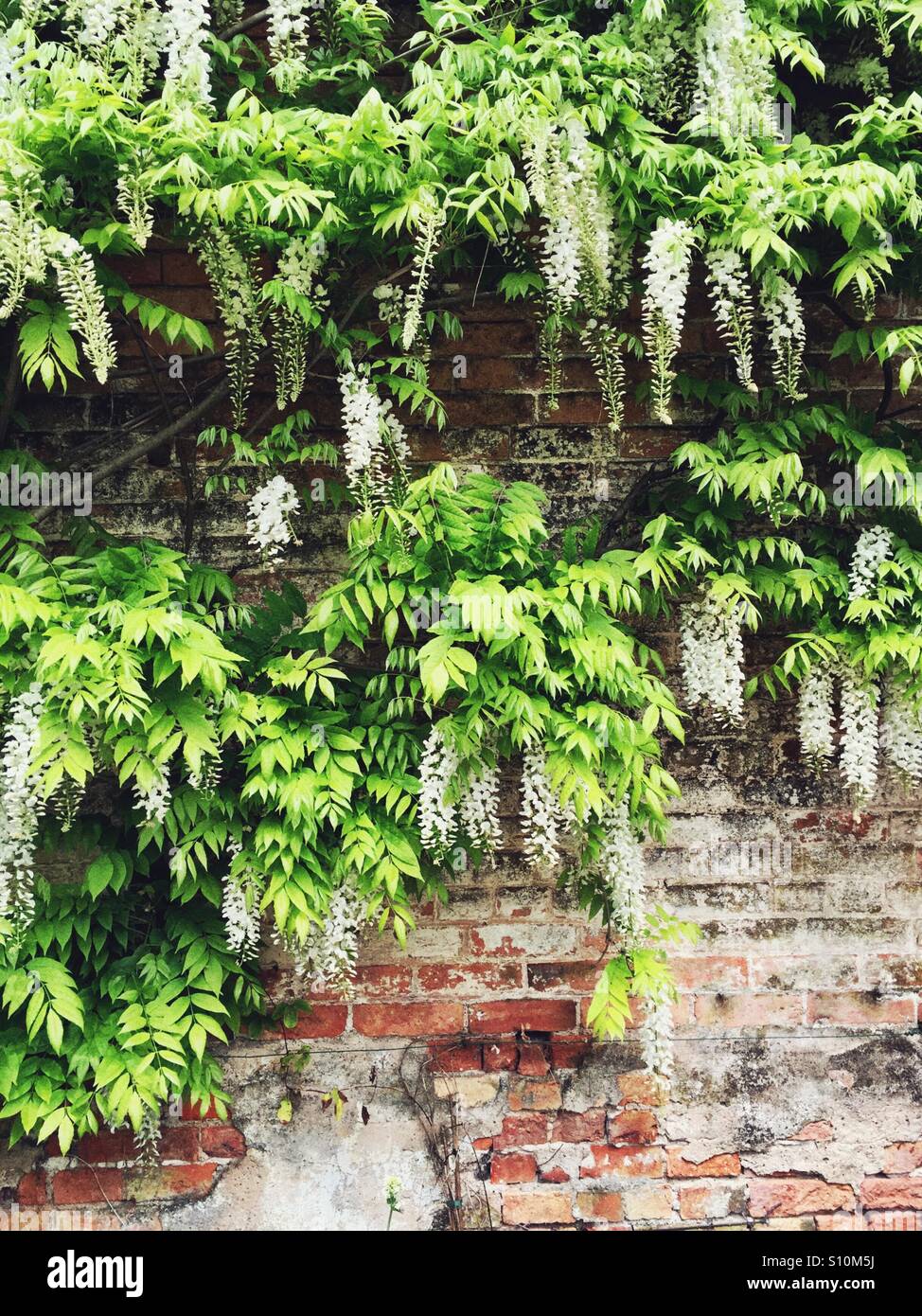 Weiße Glyzinie eine brüchige Mauer erklimmen - Smartphone-aufgenommenes Stockfoto
