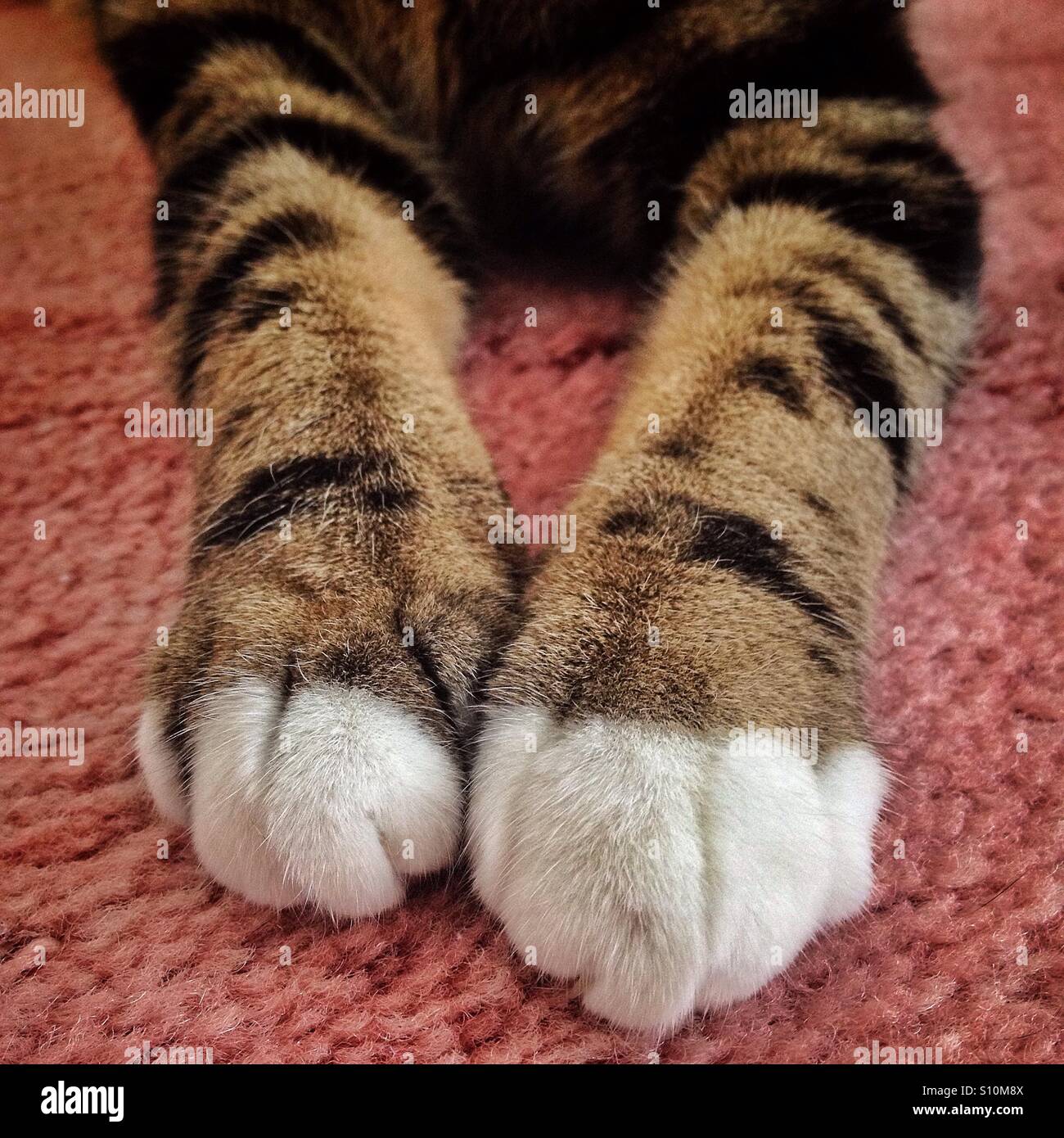 Tabby Katzenpfoten. Stockfoto