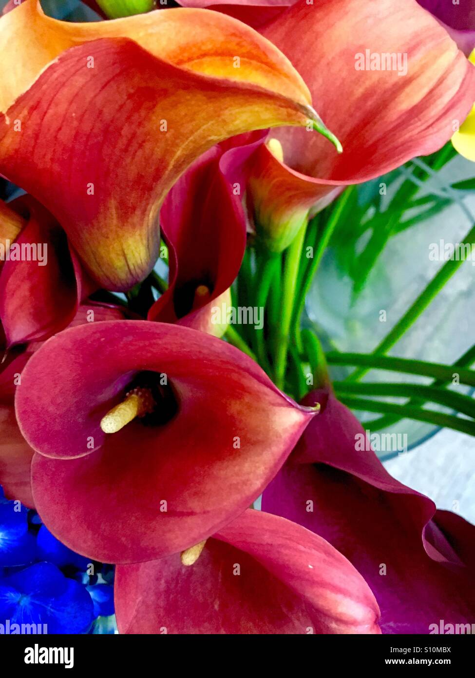 Schöne Calla-Lilien - Smartphone-aufgenommenes Stockfoto