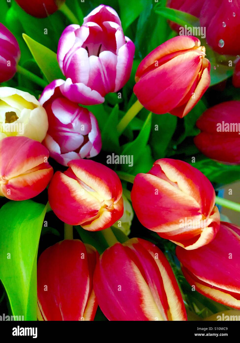 Bunte Tulpen - Smartphone-aufgenommenes Stockfoto
