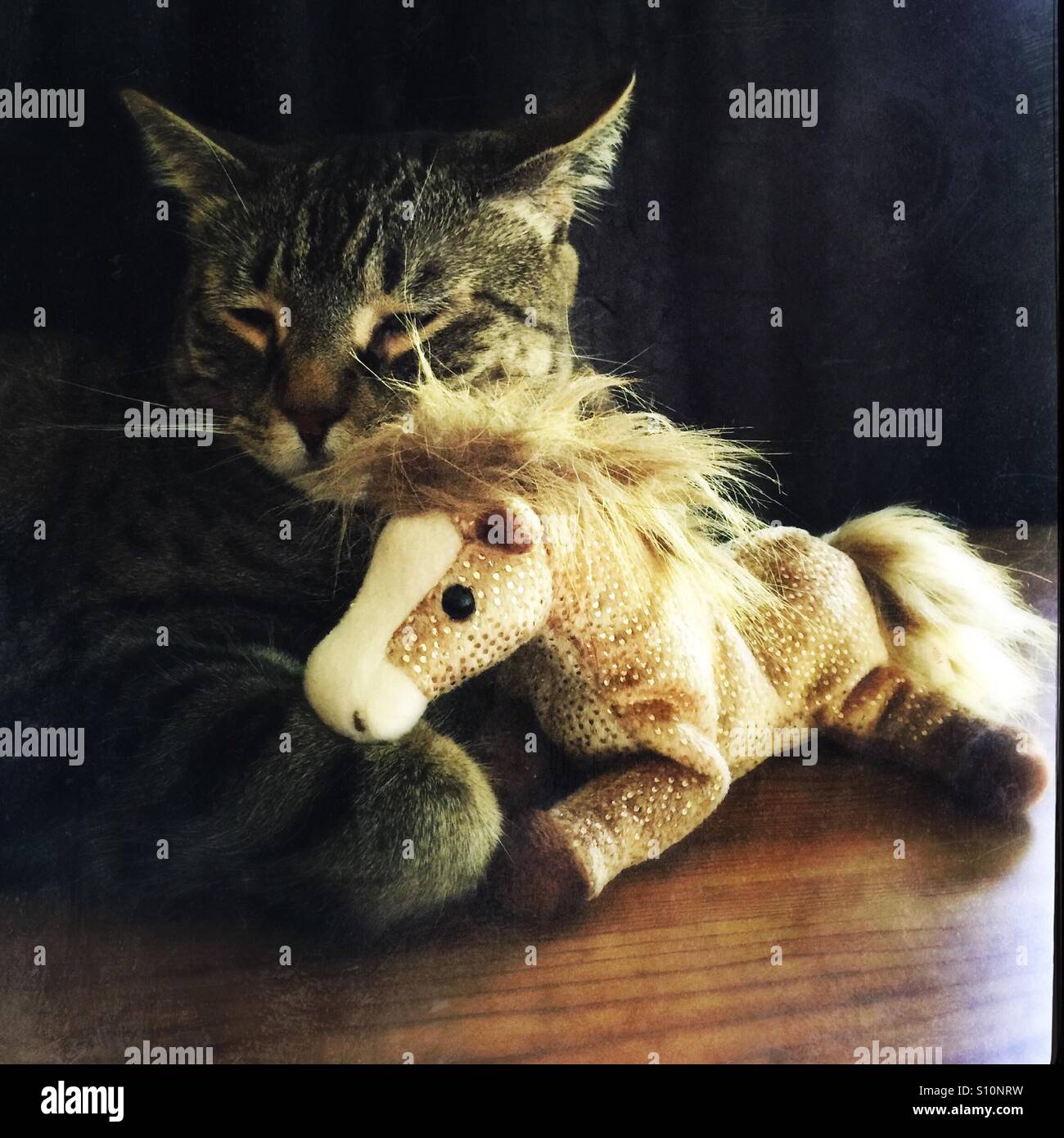 Schläfrige Katze mit Spielzeugpferd Stockfoto