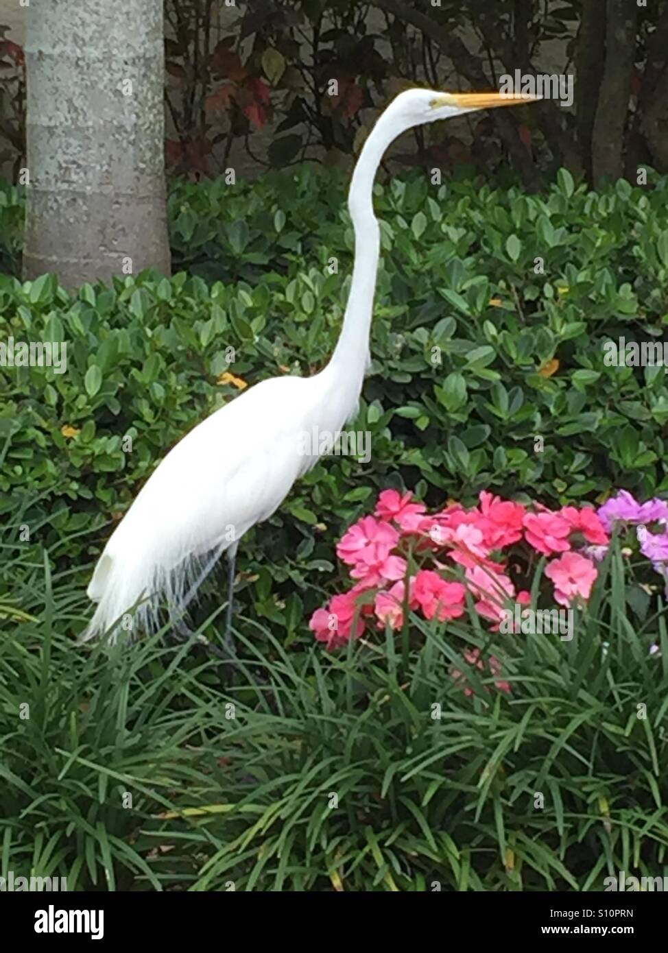 Schöner Vogel und Blumen. Stockfoto