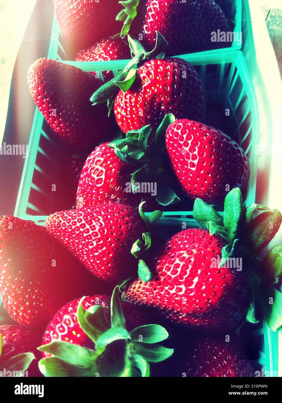 Frische Erdbeeren auf Bauernmarkt Stockfoto
