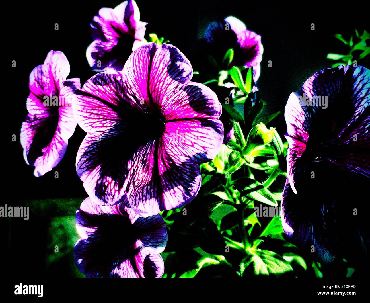 Petunien in Blume Hintergrundbeleuchtung - Smartphone-aufgenommenes Stockfoto