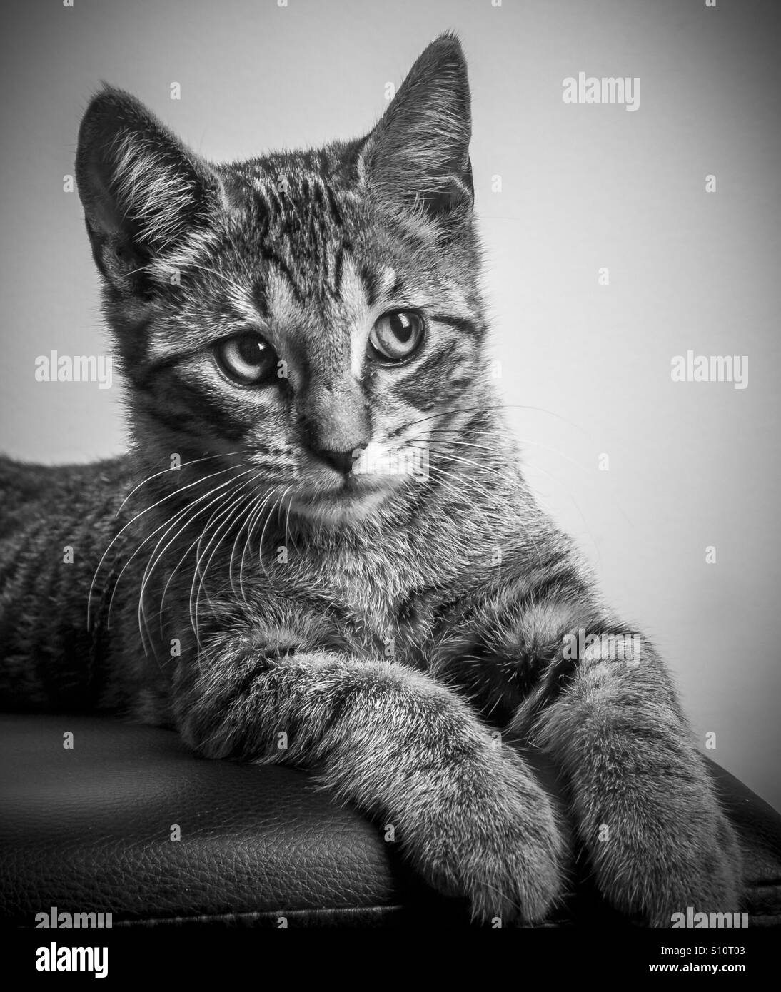 Spröde Kätzchen mit großen Augen, Pfoten und Ohren auf schwarzem Lederbox sitzt. Stockfoto