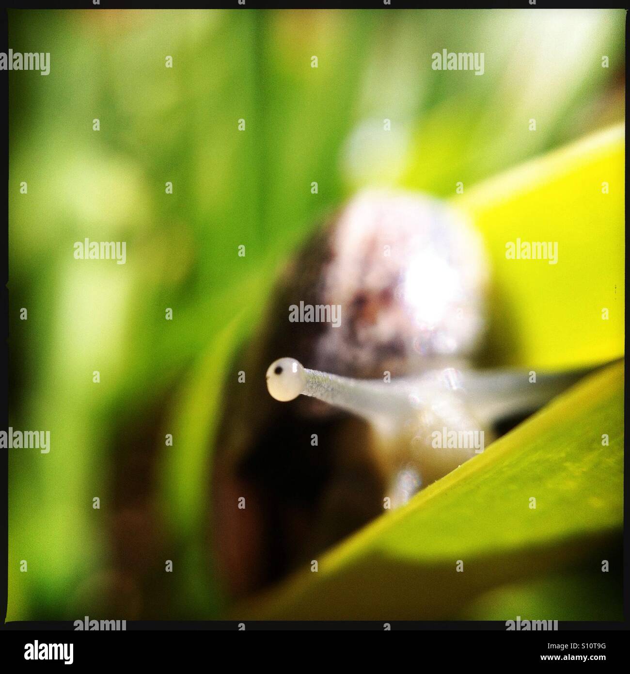 Schnecke Auge blickt hinter einem Blatt Stockfoto