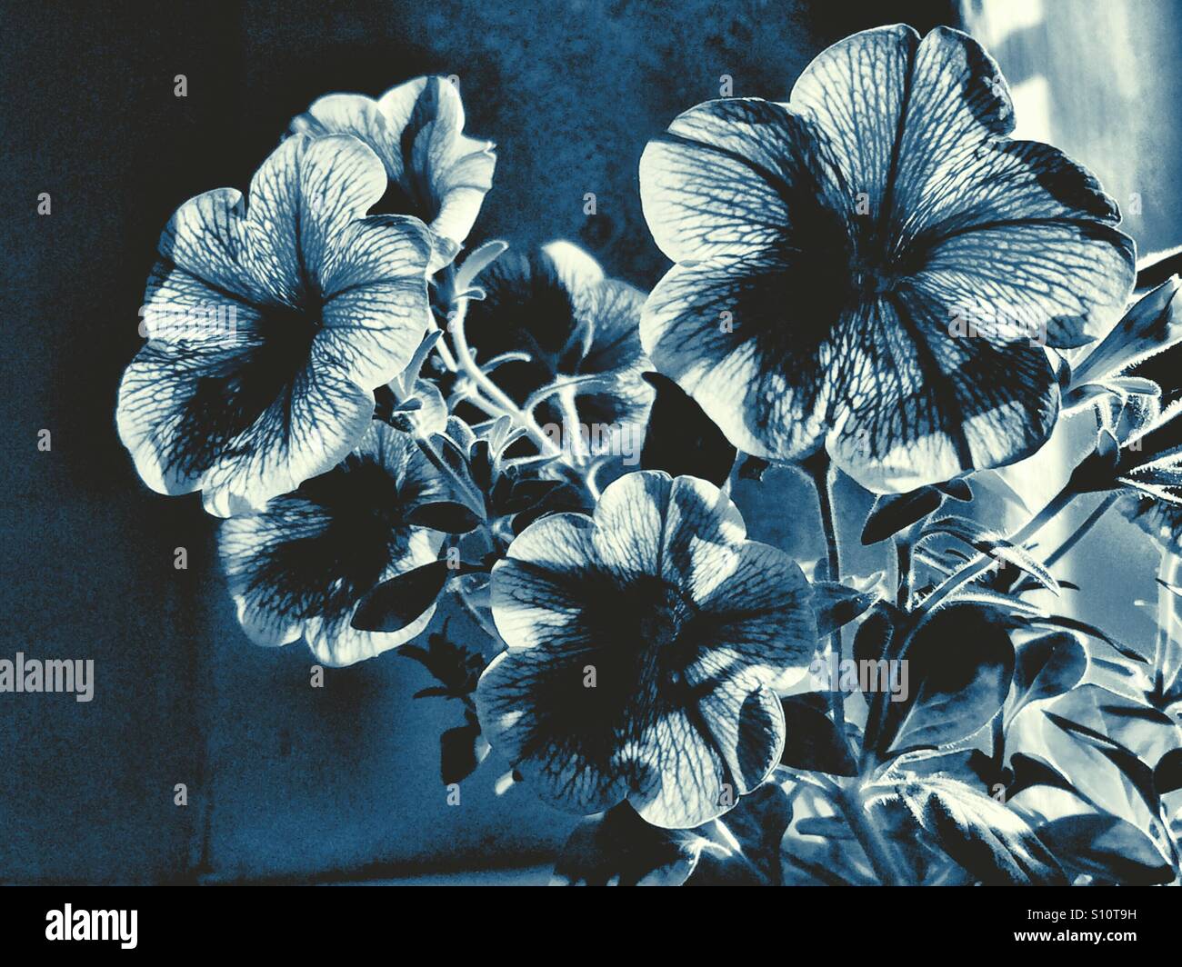 Petunien Cyanotypie - Smartphone-aufgenommenes Stockfoto