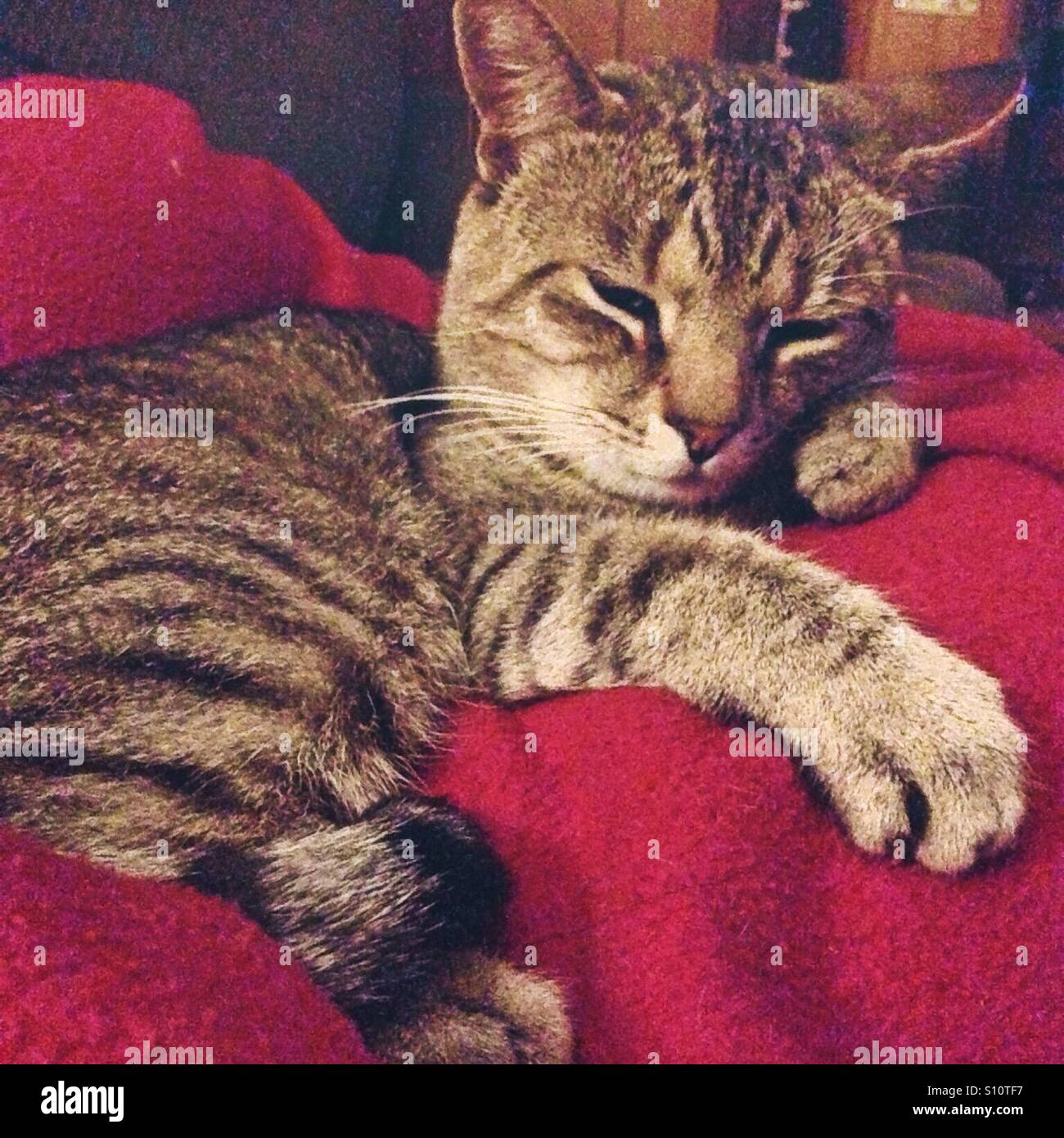 Katze in rote Decke zusammengerollt Stockfoto