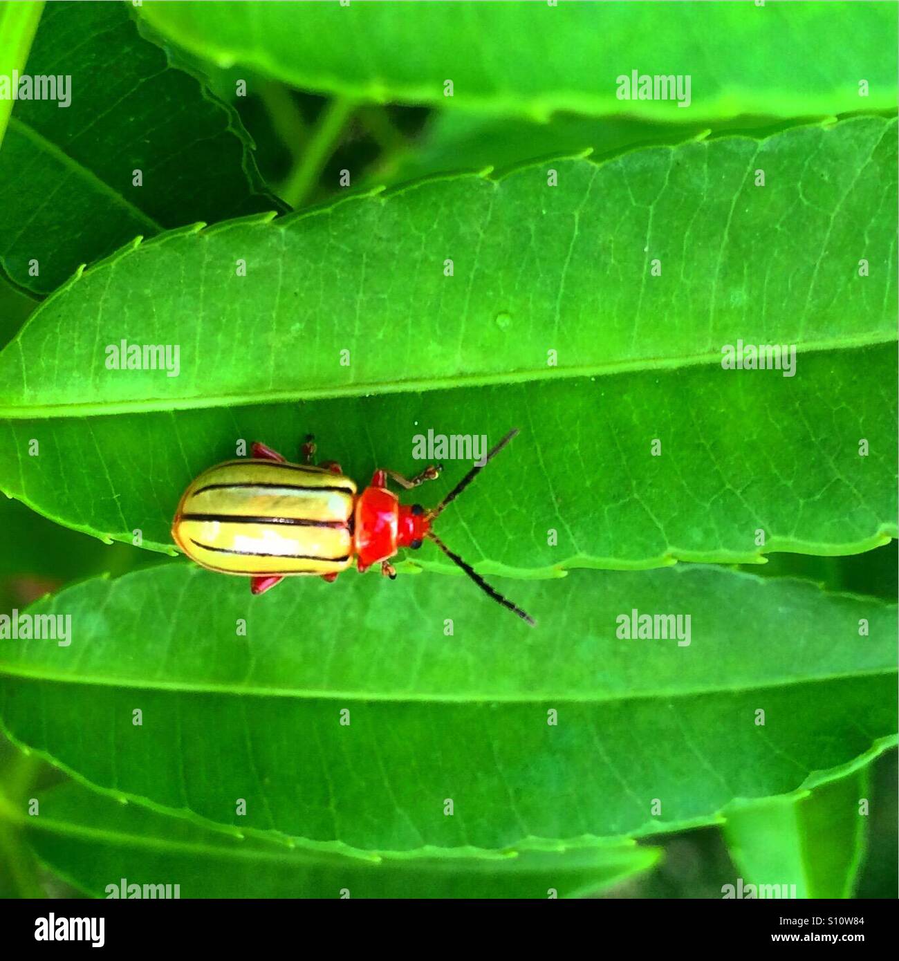 Bunte Insekten aus dem tropischen Dschungel Mittelamerikas. Stockfoto