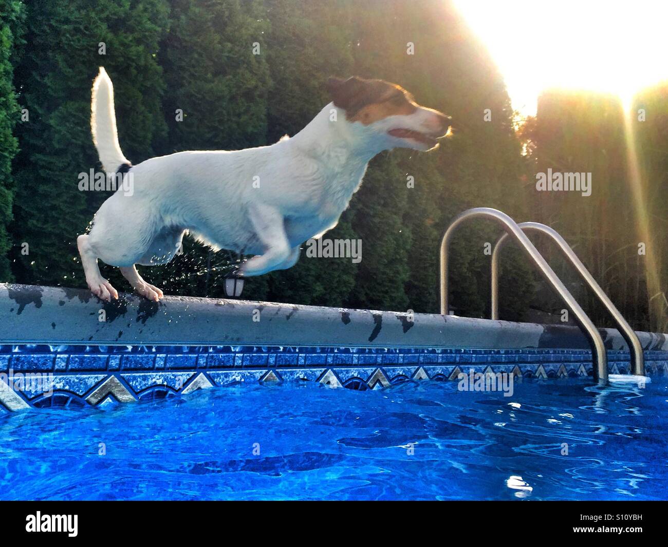 Ein Fit Hund in einen Pool springen. Aktion erschossen, natürliches Licht. Stockfoto