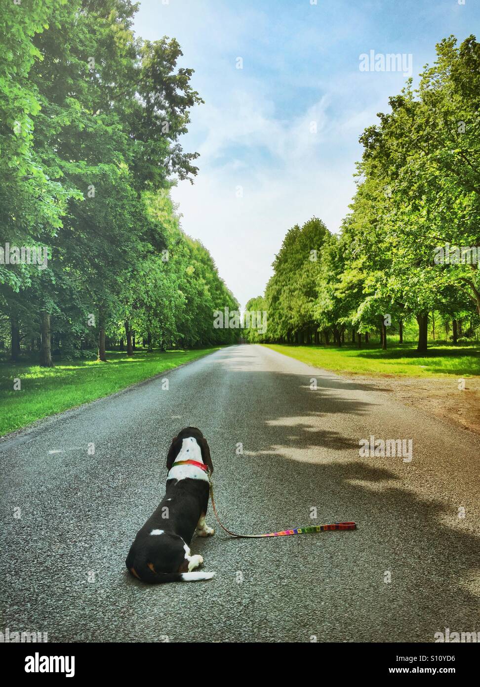 Hund wartete Besitzer auf eine lange, leere, von Bäumen gesäumten Straße Stockfoto