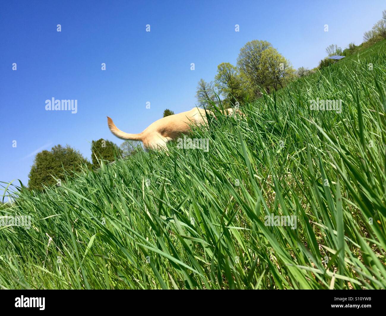 Gelber Labrador Stockfoto