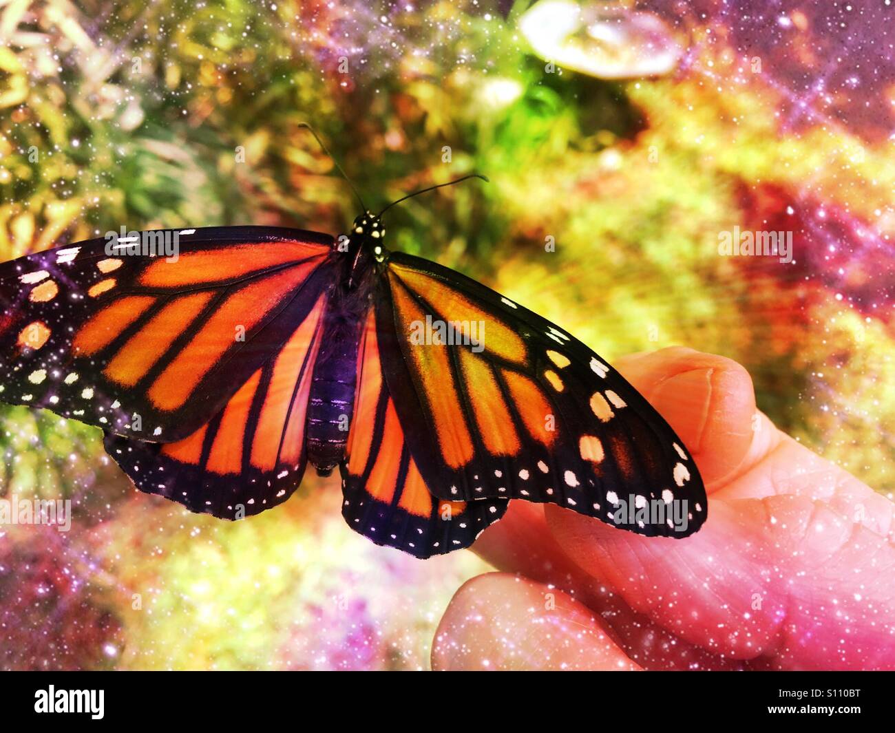 Neu entstanden weibliche Monarchfalter auf die Hand einer Frau, Ponte Vedra Beach, Florida, USA. - Smartphone-aufgenommenes Stockfoto