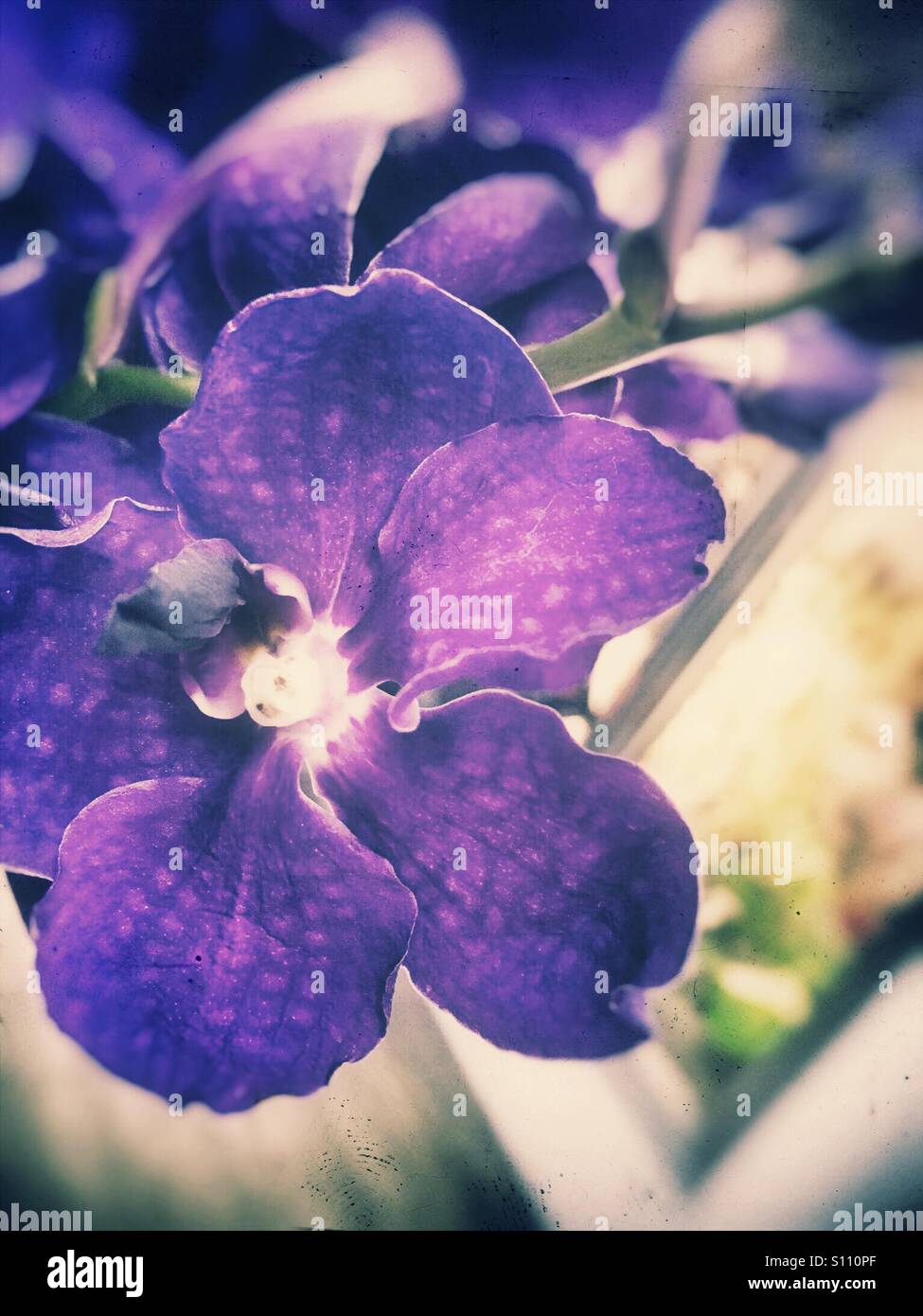 Violetten Orchidee - Smartphone-aufgenommenes Stockfoto
