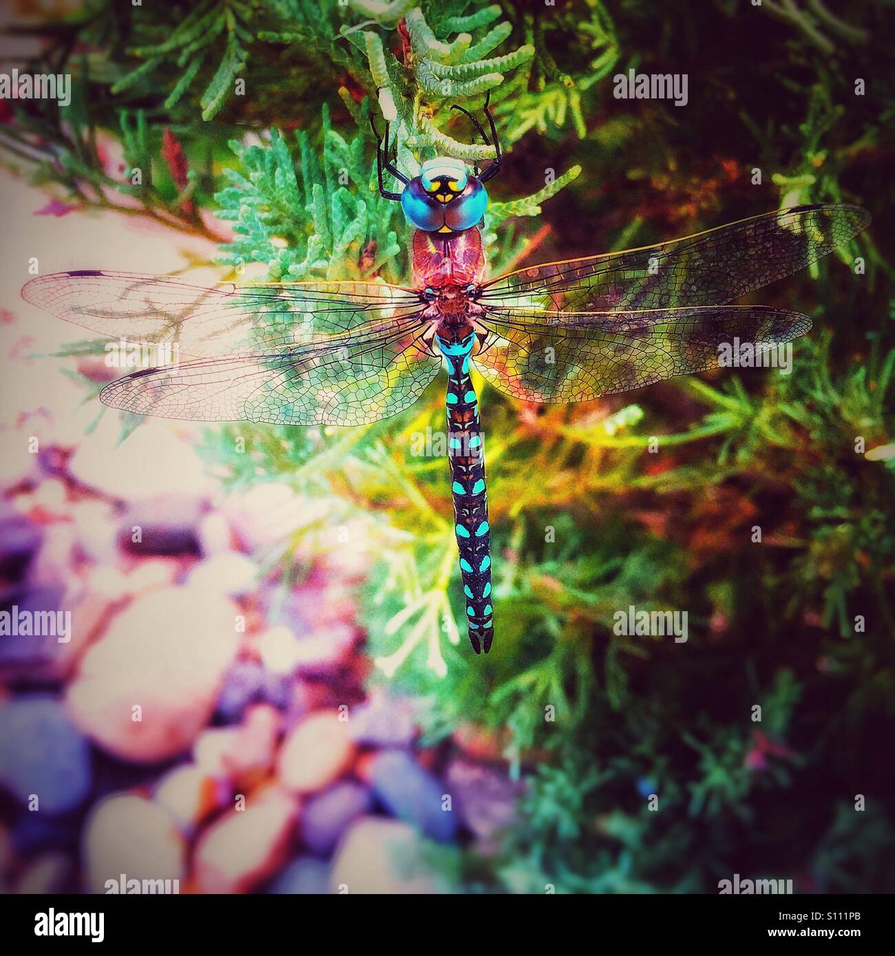 Nahaufnahme einer leuchtend blaue Libelle ruht auf einem Ast ein immergrüner Baum. Quadratische Ernte. - Smartphone-aufgenommenes Stockfoto