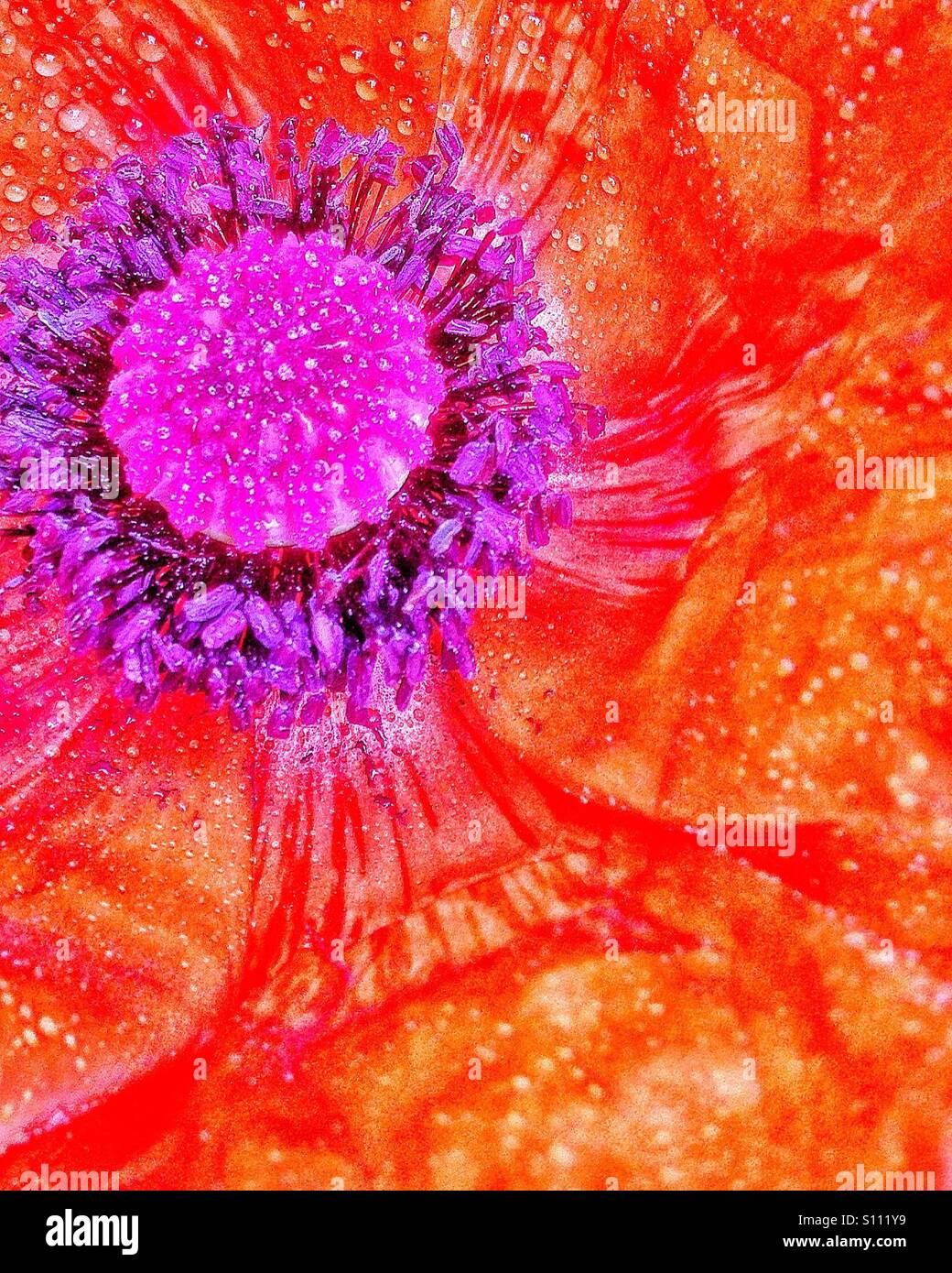 Mohnblume hautnah - Smartphone-aufgenommenes Stockfoto