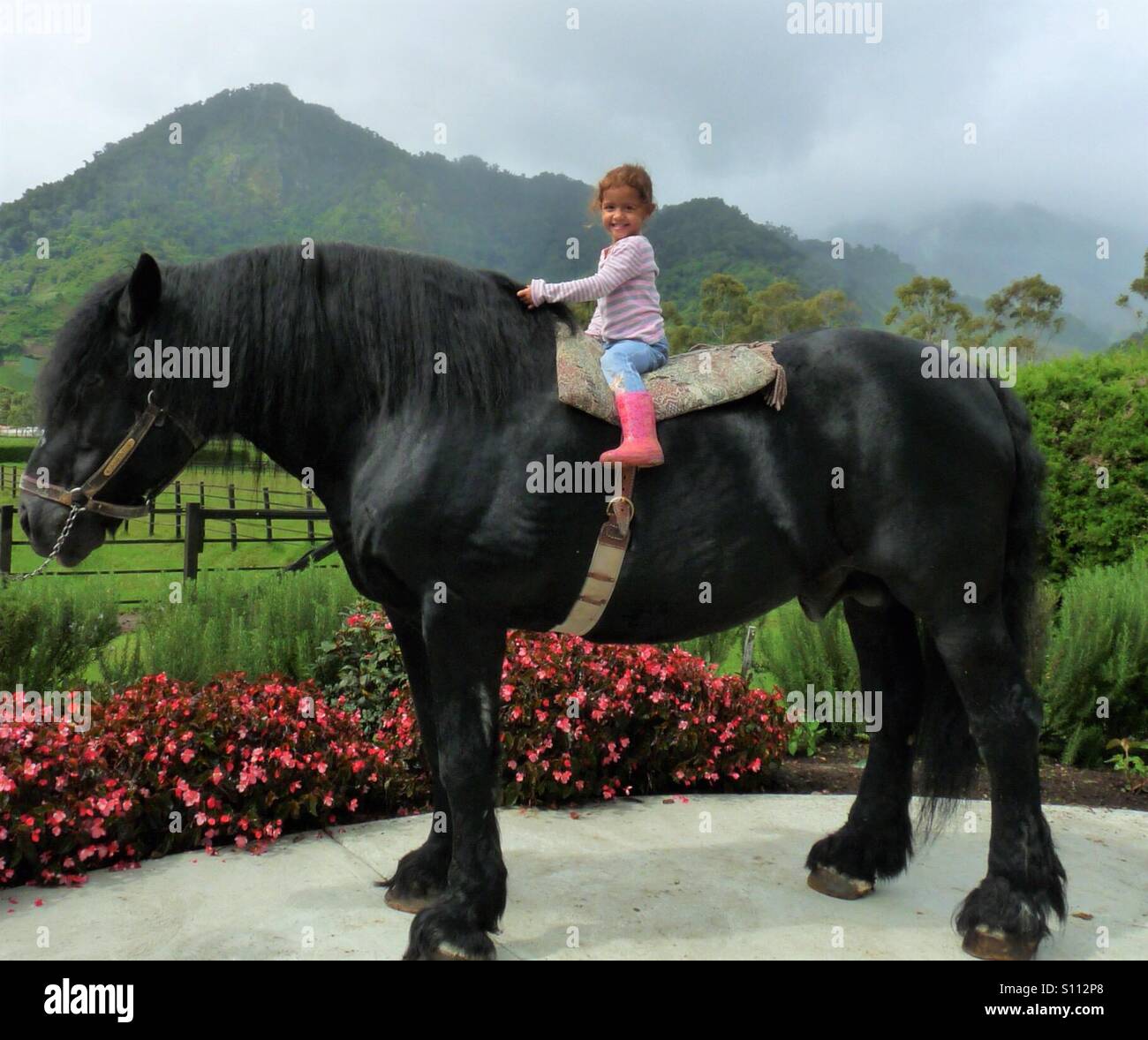 Percheron Pferd Percheron Pferd