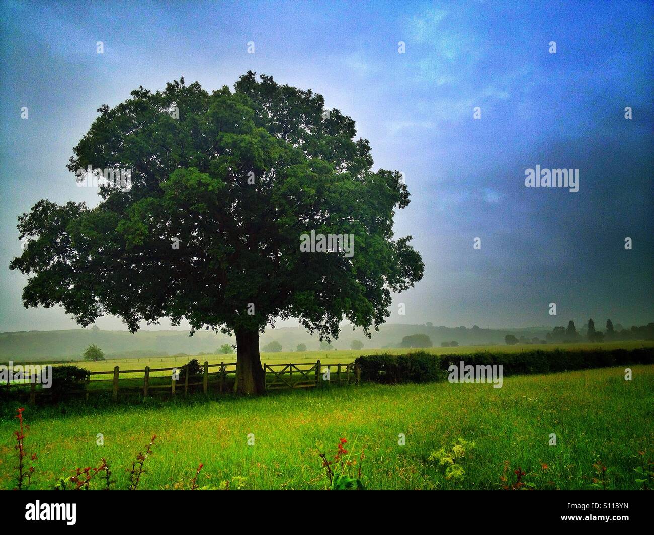Baum auf einem englischen Landschaftsgarten. - Smartphone-aufgenommenes Stockfoto
