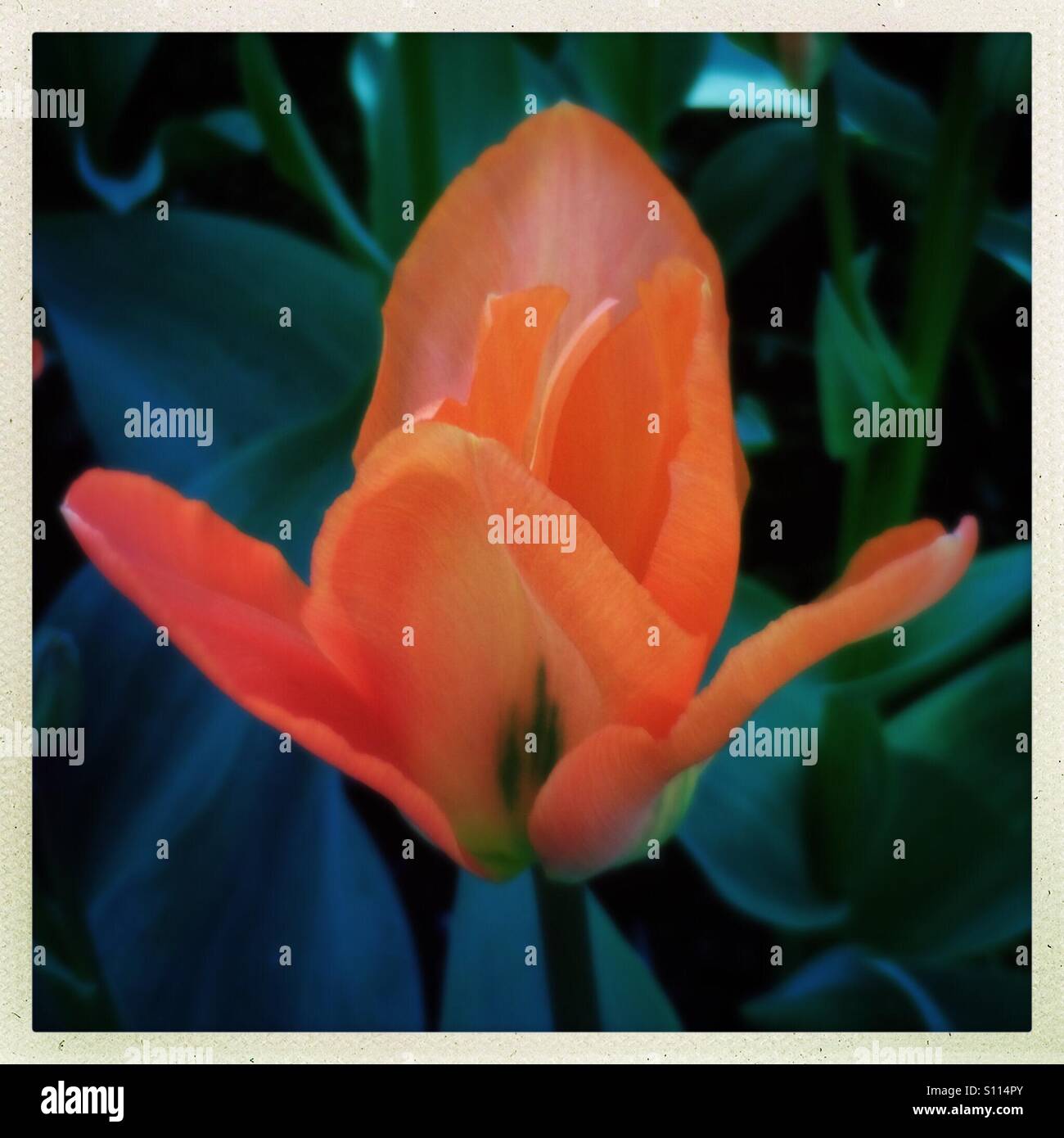 Rote Tulpe in voller Blüte, April, Skagit Valley, Washington, Pacific Northwest, Blüte, Blüte, Blume, Blumen, Frühling, - Smartphone-aufgenommenes Stockfoto