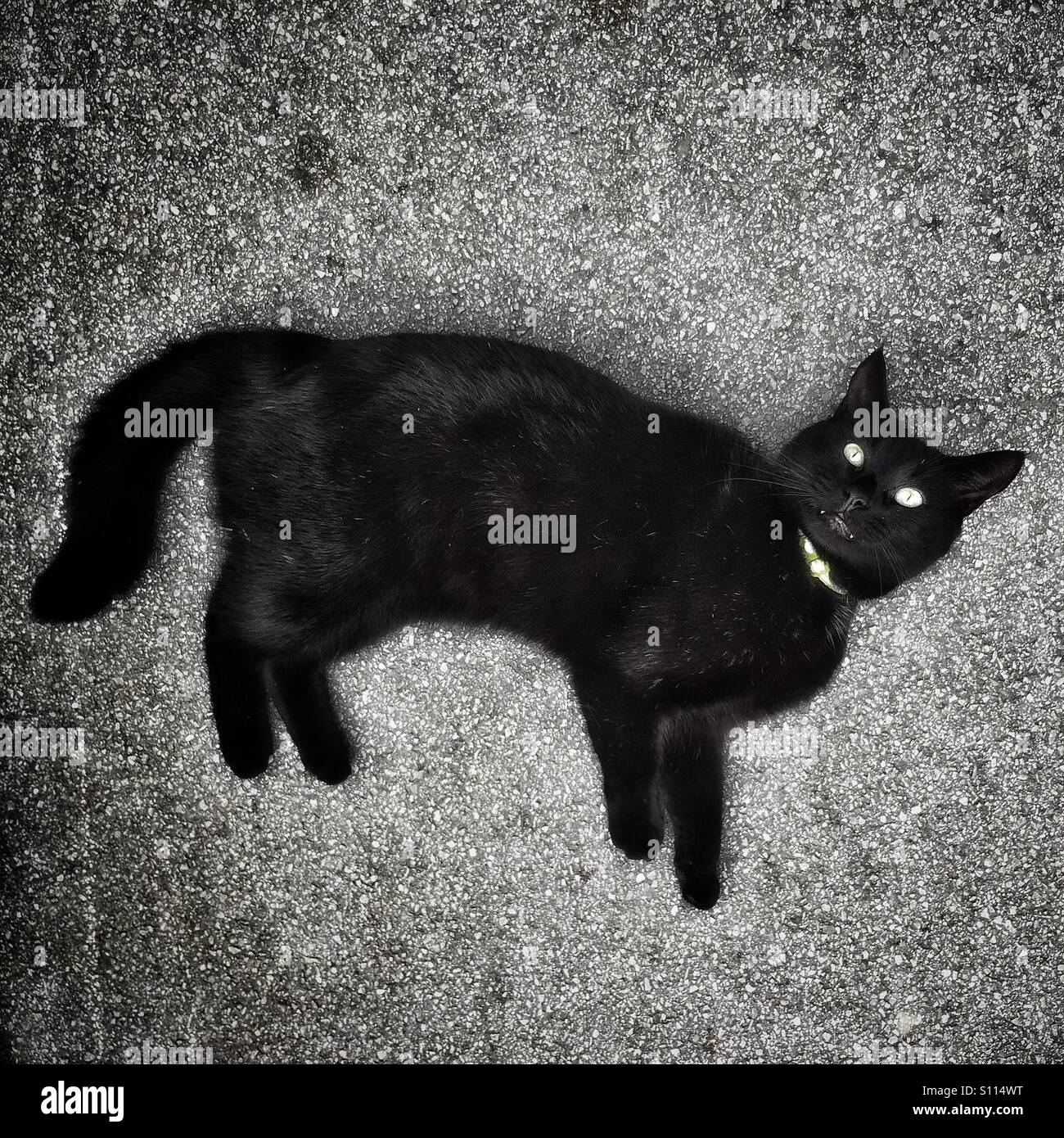 Schwarze Katze am Boden nach oben auf die Kamera gelegt Stockfoto