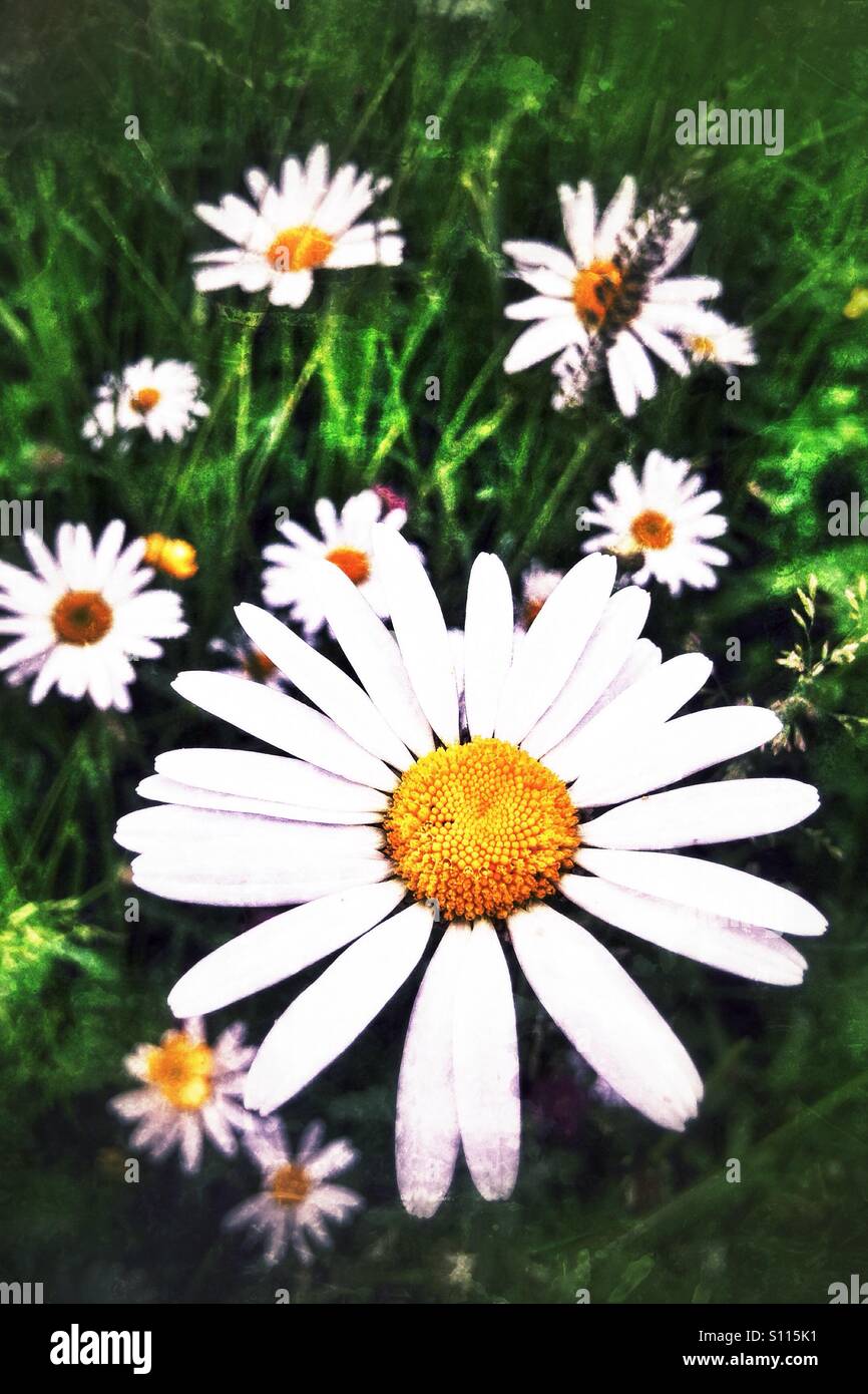 Hoher Kontrast Oxeye daisy Stockfoto