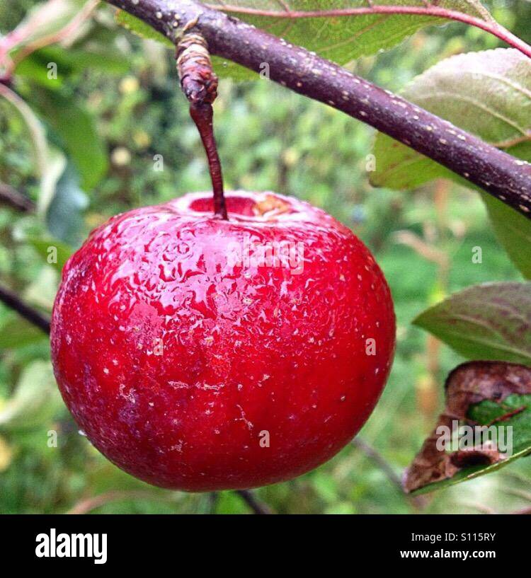 Roter Apfel auf Baum Stockfoto