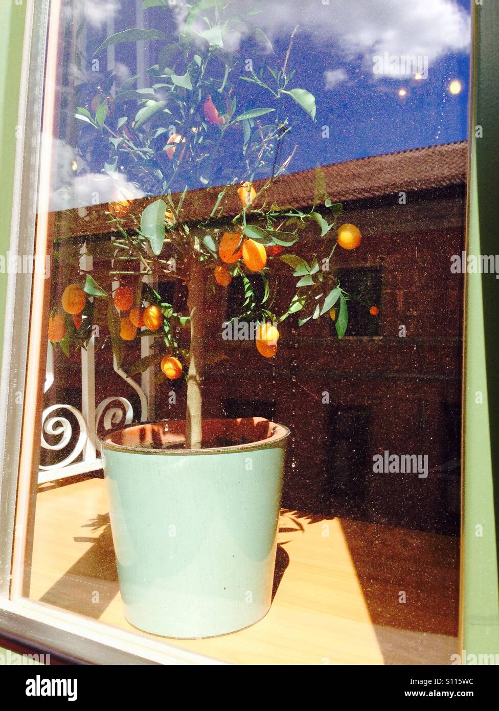Orangenbaum im Fenster - Smartphone-aufgenommenes Stockfoto