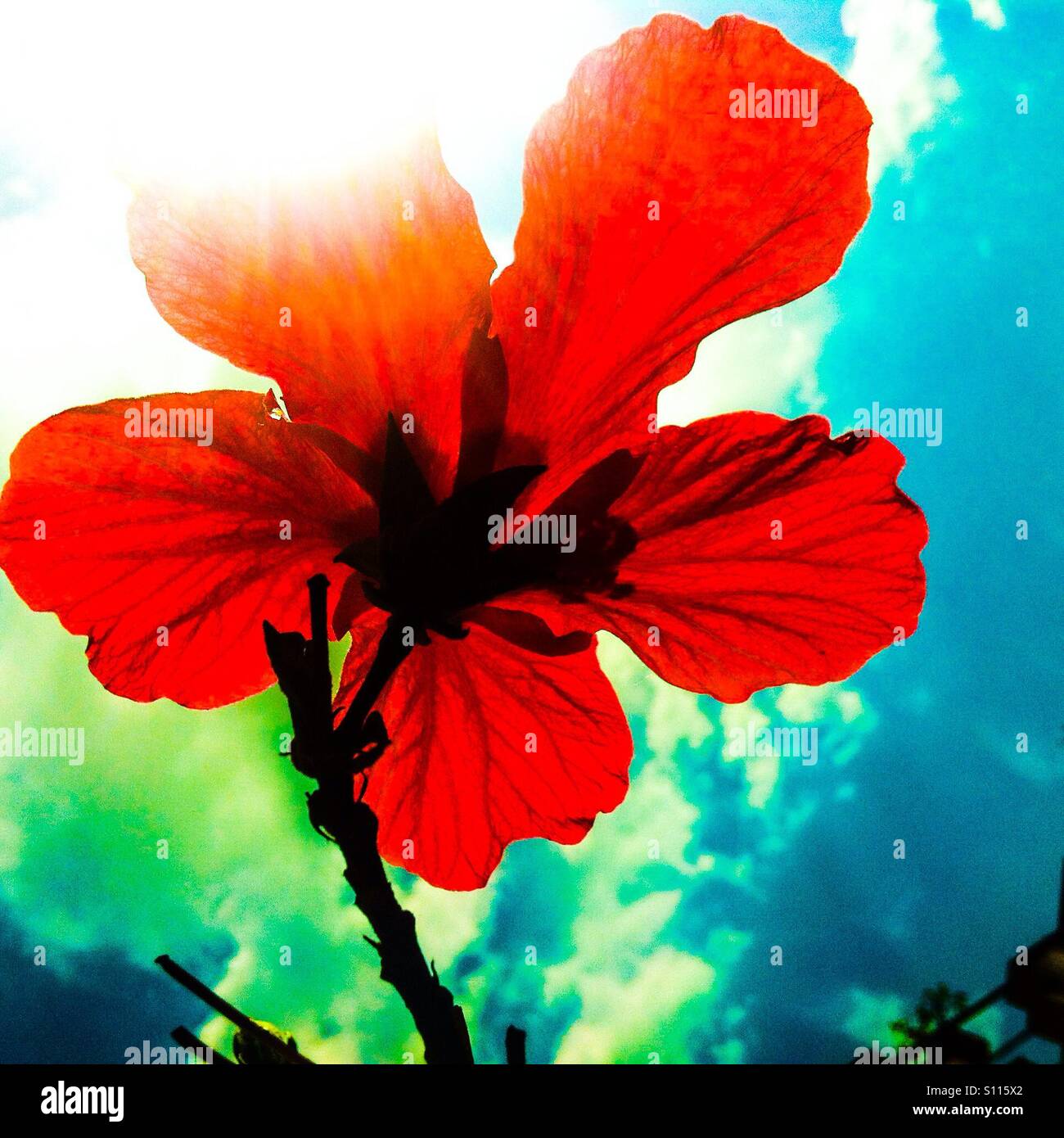 Rote Blume - Smartphone-aufgenommenes Stockfoto
