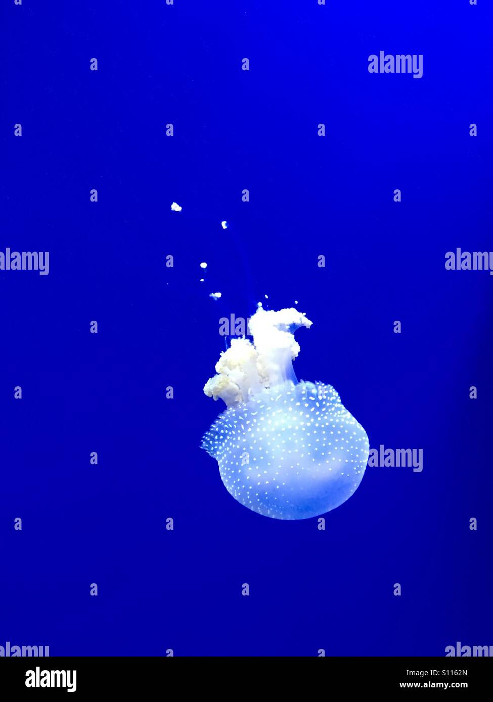Quallen in einem Tank im Georgia Aquarium. - Smartphone-aufgenommenes Stockfoto